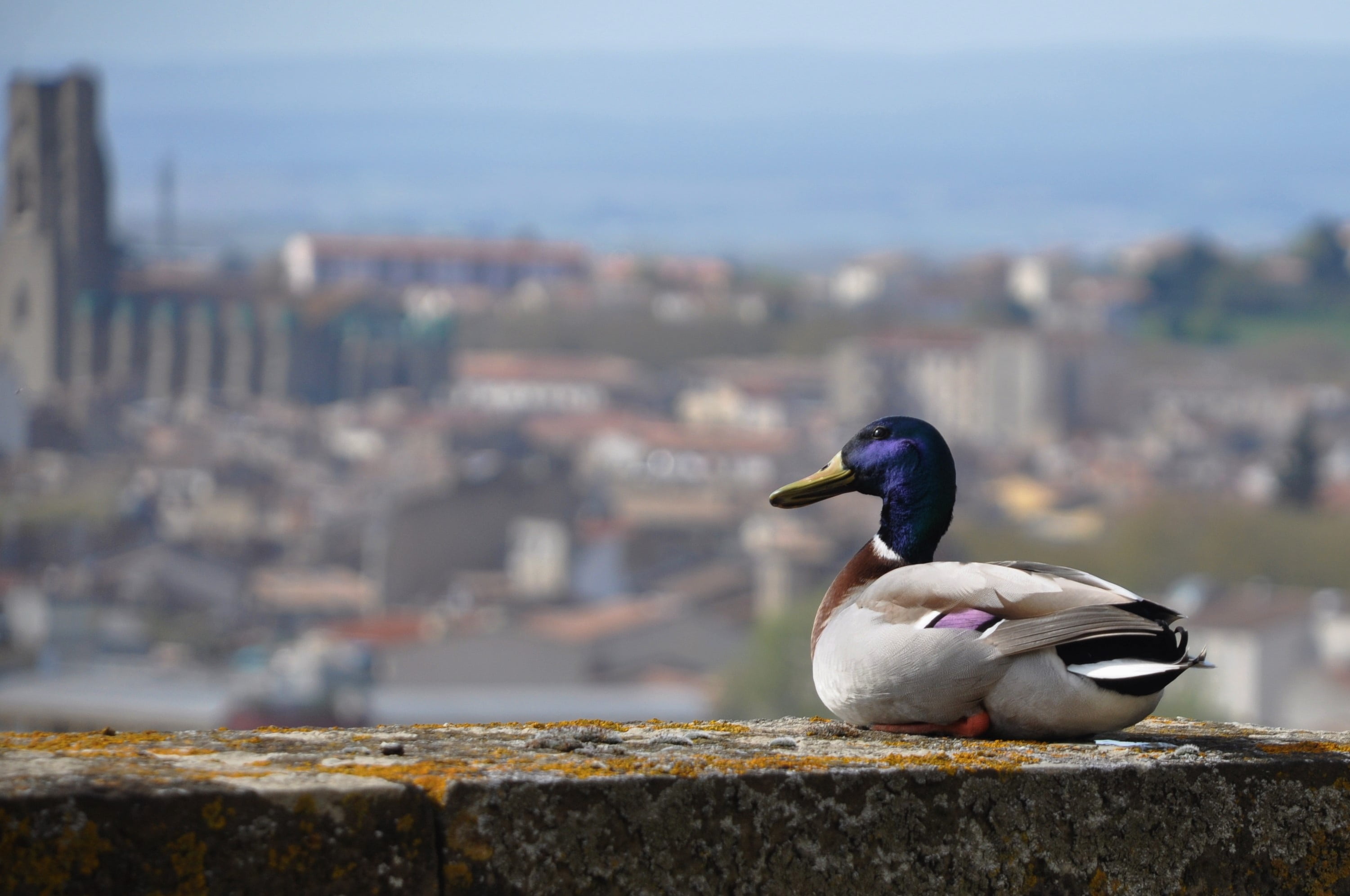 green collar, city, animal, animals, animals in the wild, volatile, geese, birds, duck, water, focus on foreground, architecture, building exterior, castle, HD Wallpaper