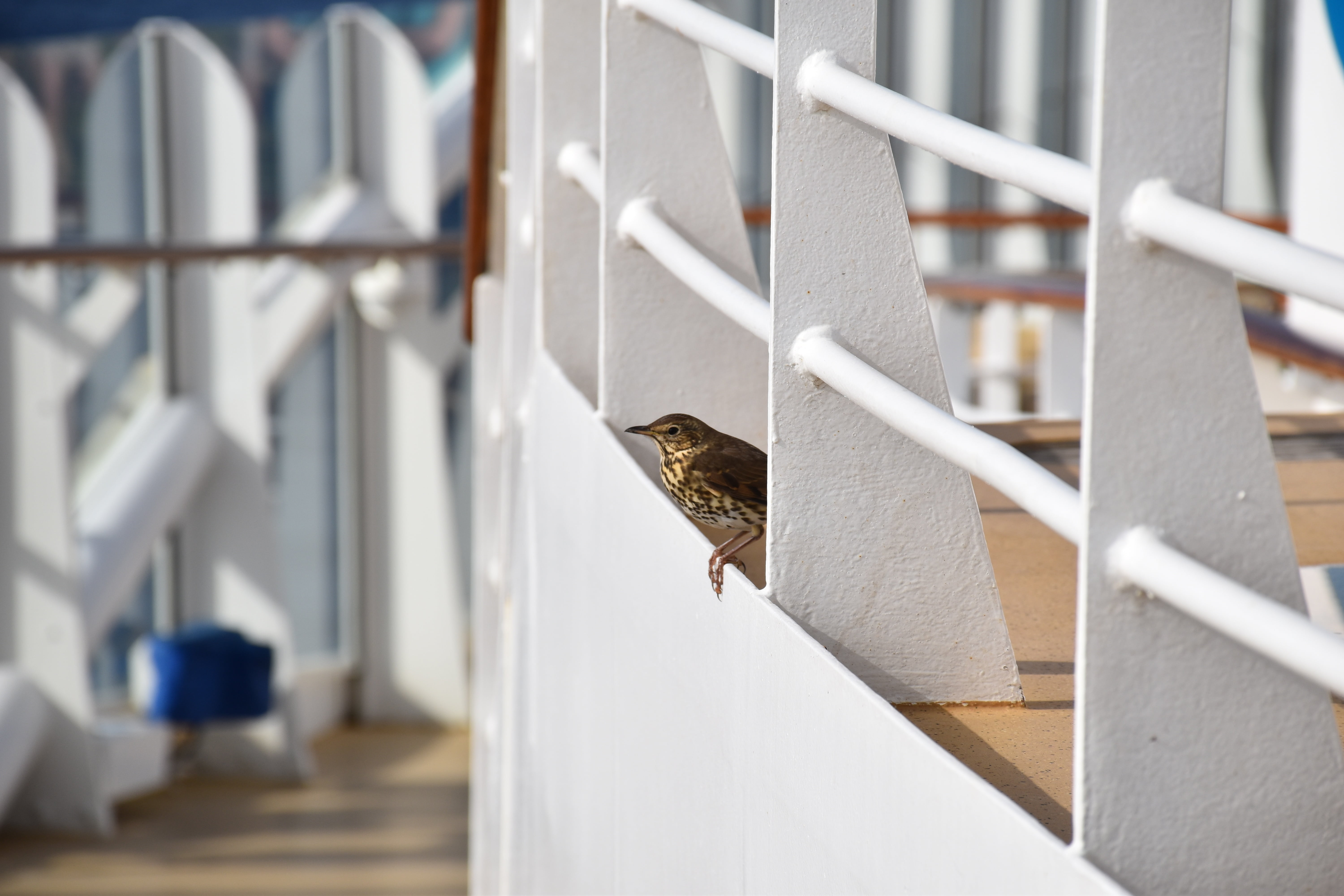 feather, animal world, first floor, flight, outdoors, building exterior, colors, beak, railing, ali, day, animal wildlife, metal, white color, close-up, HD Wallpaper