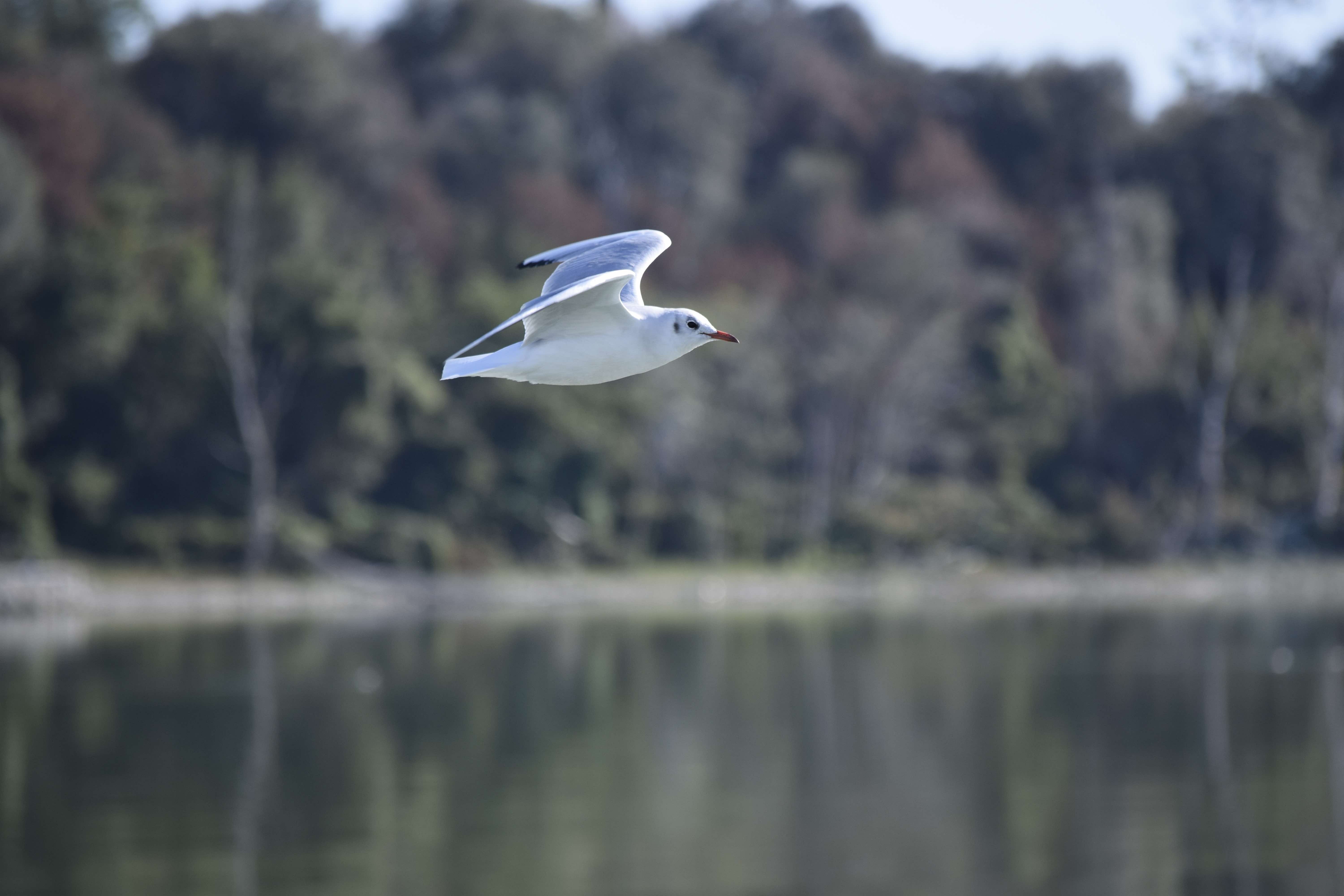 volatile, water, animal, bird, day, no people, spread wings, 5K, waterfront, animal themes, animals, vertebrate, animals in the wild, trasimeno, the greater island, HD Wallpaper