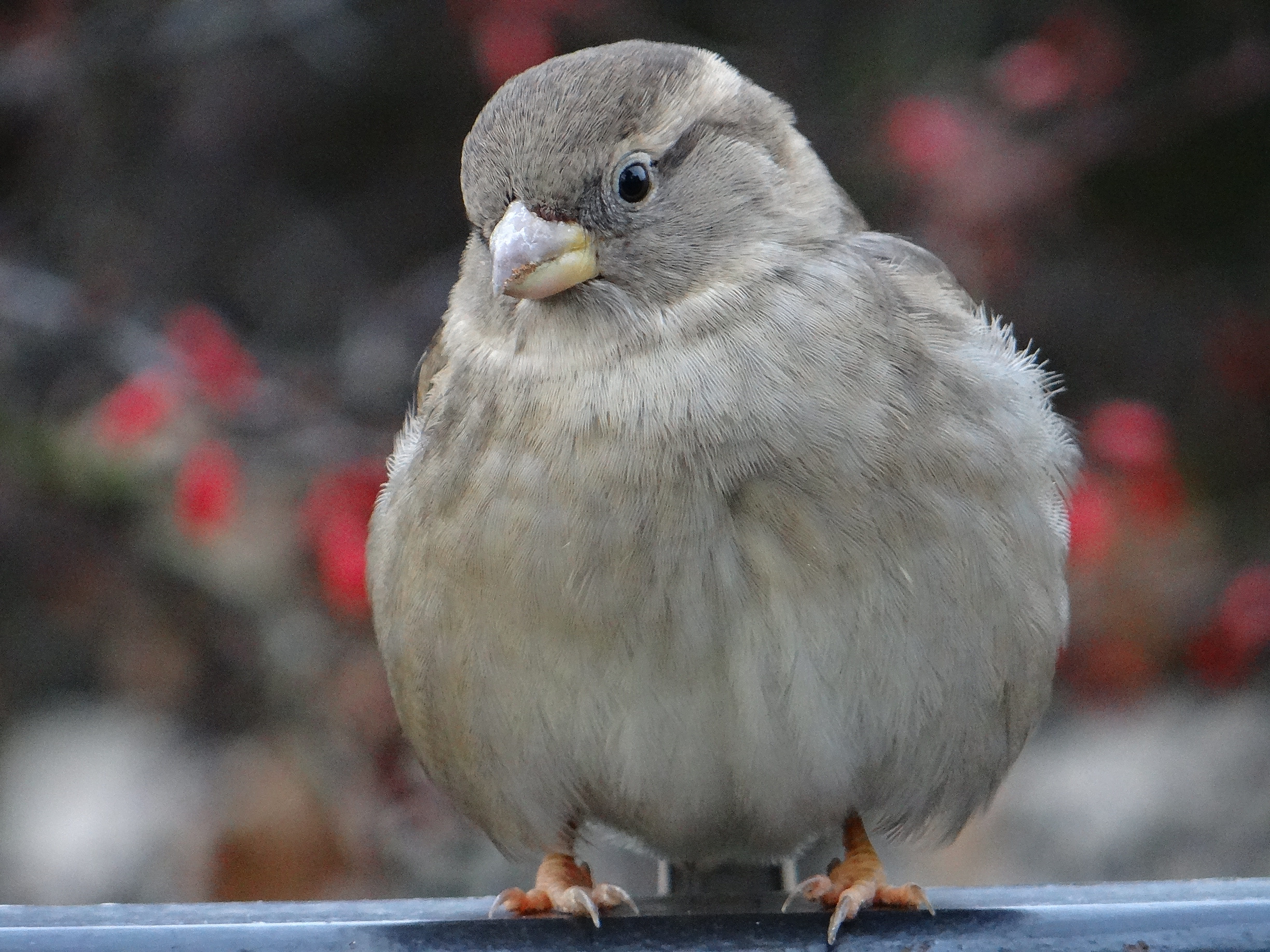 perching, looking away, close-up, wróblowaty, people, the sparrow, nature, portrait, animals in the wild, 4K, vertebrate, volatile, focus on foreground, HD Wallpaper