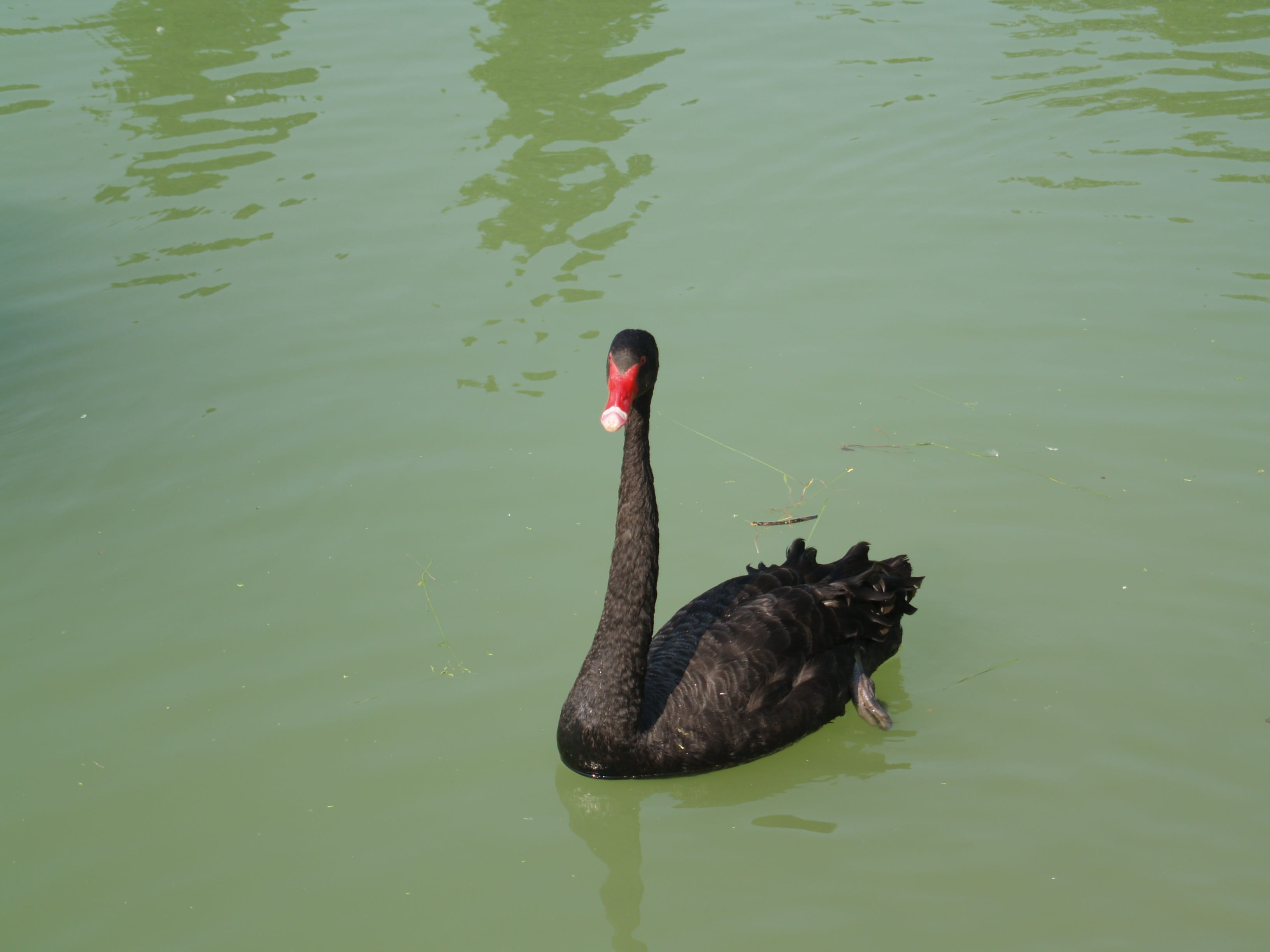 pond, waterfront, black color, bird, animal wildlife, vertebrate, day, swan, high angle view, water, volatile, water bird, one animal, no people, 2K, animals in the wild, HD Wallpaper
