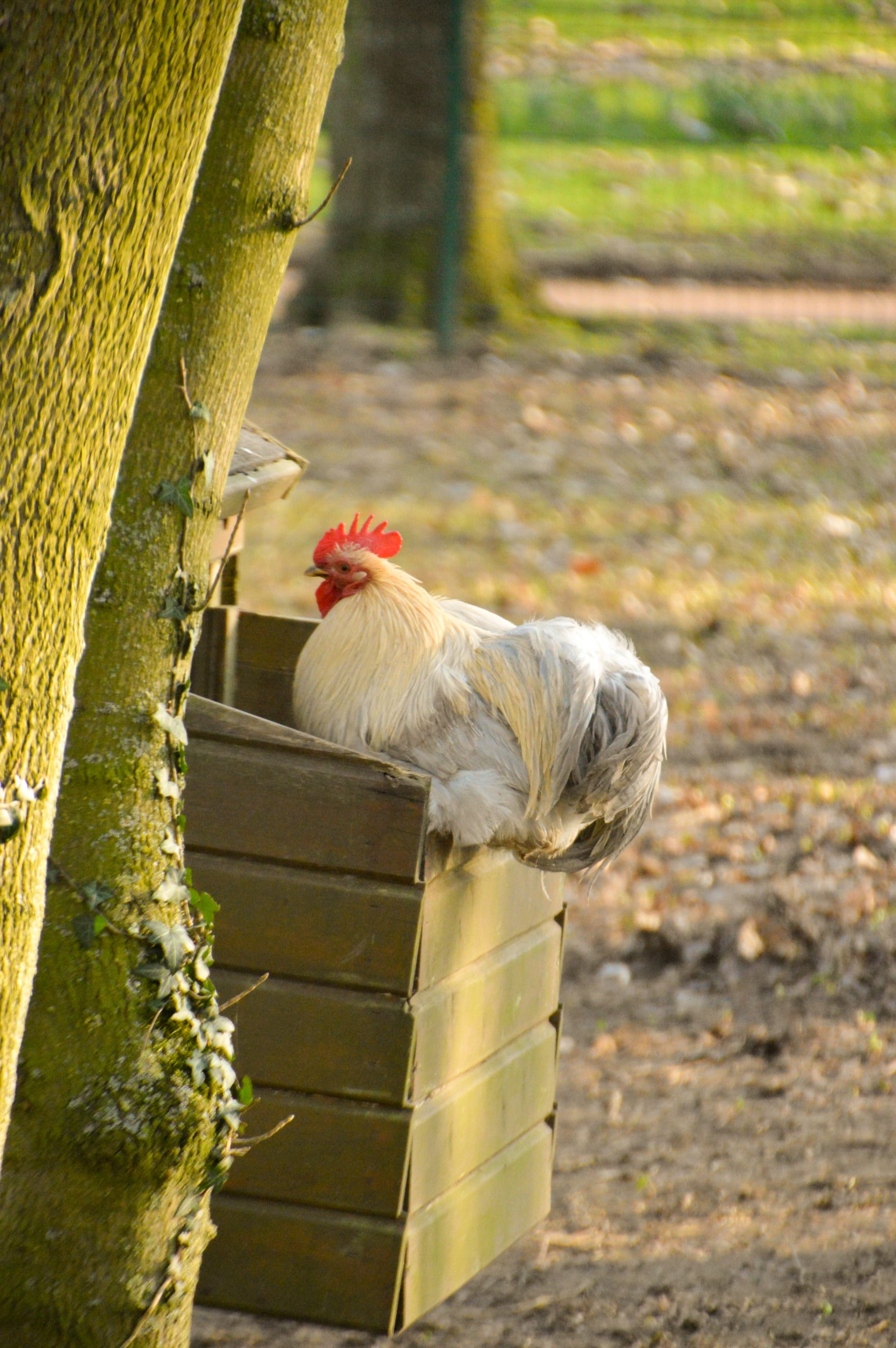 cock, no people, plumage, pets, domestic, nature, agriculture, vertebrate, male animal, volatile, cockerel, 2K, outdoors, chicken, animal, animal themes, Phone HD Wallpaper