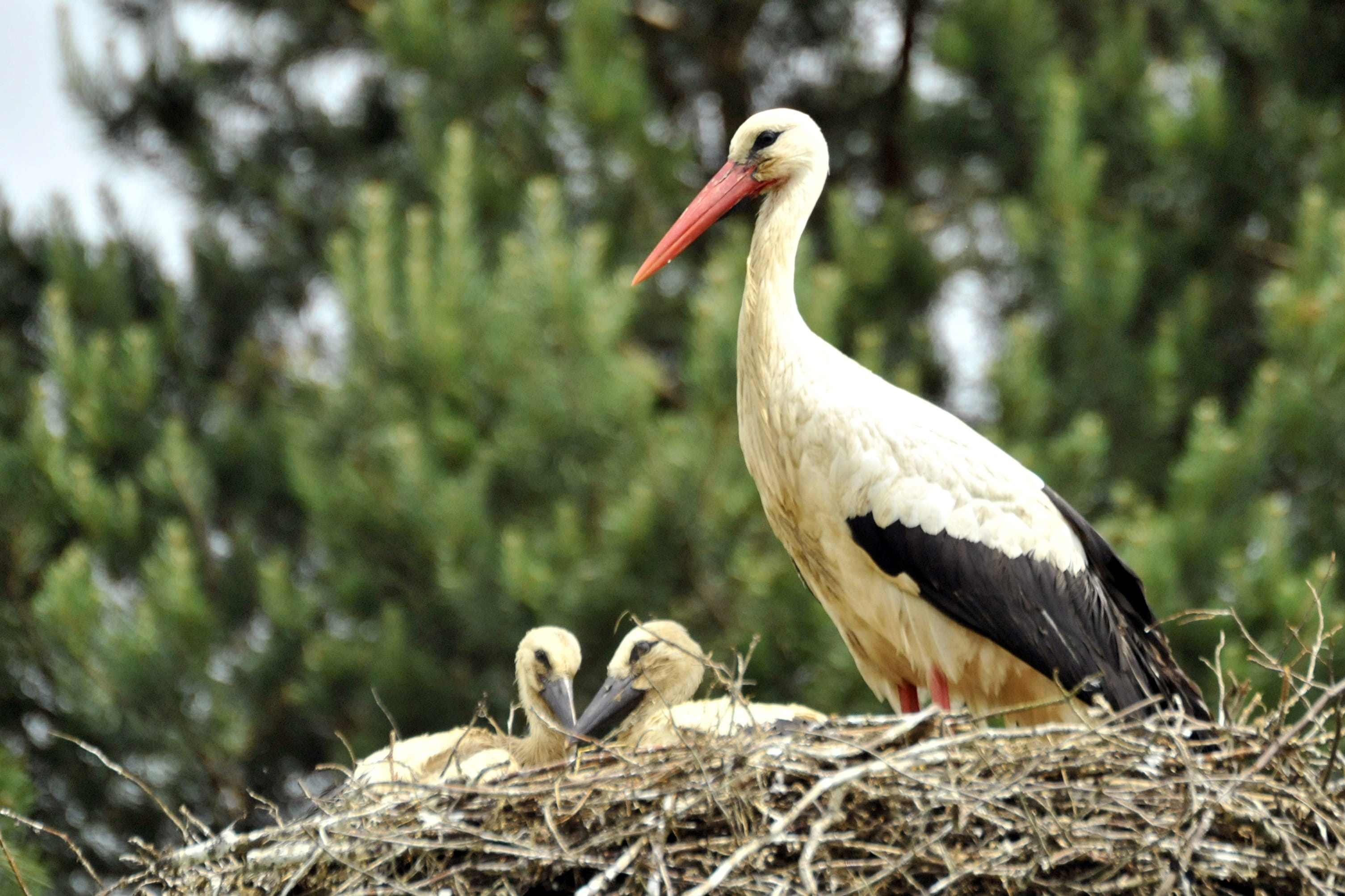 animal, white stork, vertebrate, pen, focus on foreground, outdoors, 2K, volatile, nature, beak, animal nest, animal wildlife, bird, no people, perching, HD Wallpaper