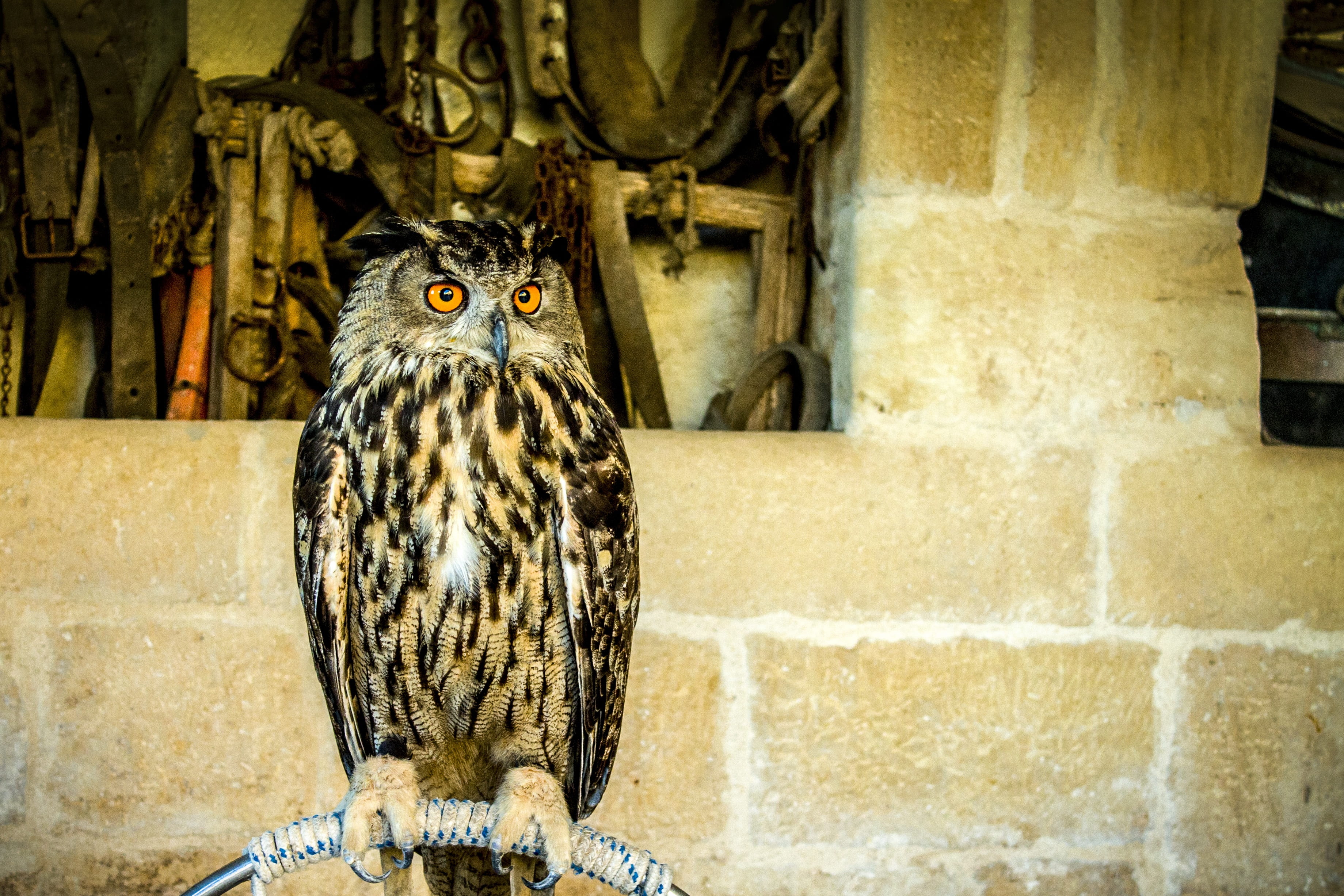 falconers, animal, bird of prey, 2K, animals in the wild, architecture, raptor, animal world, outdoors, yellow, front view, eagle-owl, looking, portrait, HD Wallpaper