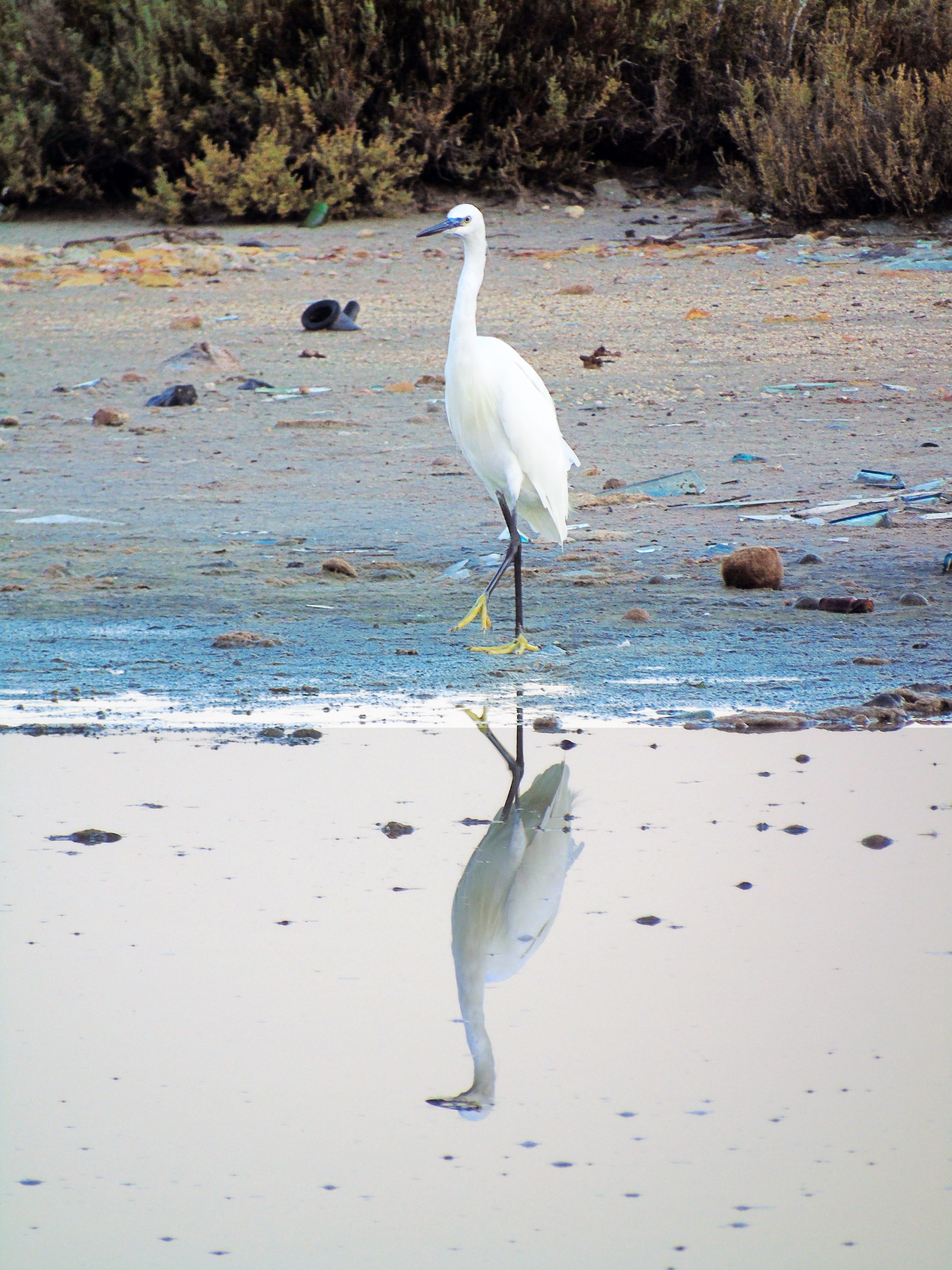 animal wildlife, white color, feathers, beak, lake, volatile, bird, day, saline, animal, 5K, animal world, land, animal themes, animals in the wild, water bird, Phone HD Wallpaper