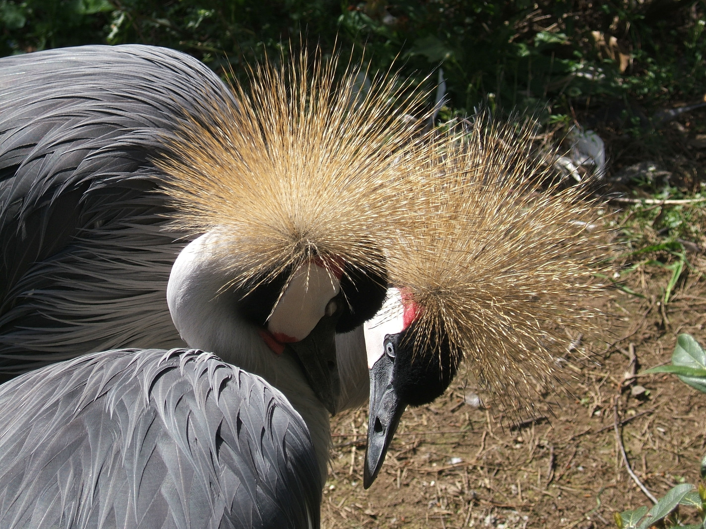ali, land, beak, focus on foreground, animal body part, bird, volatile, mammal, firm, nature, no people, day, animal themes, animal mouth, 2K, one animal, HD Wallpaper