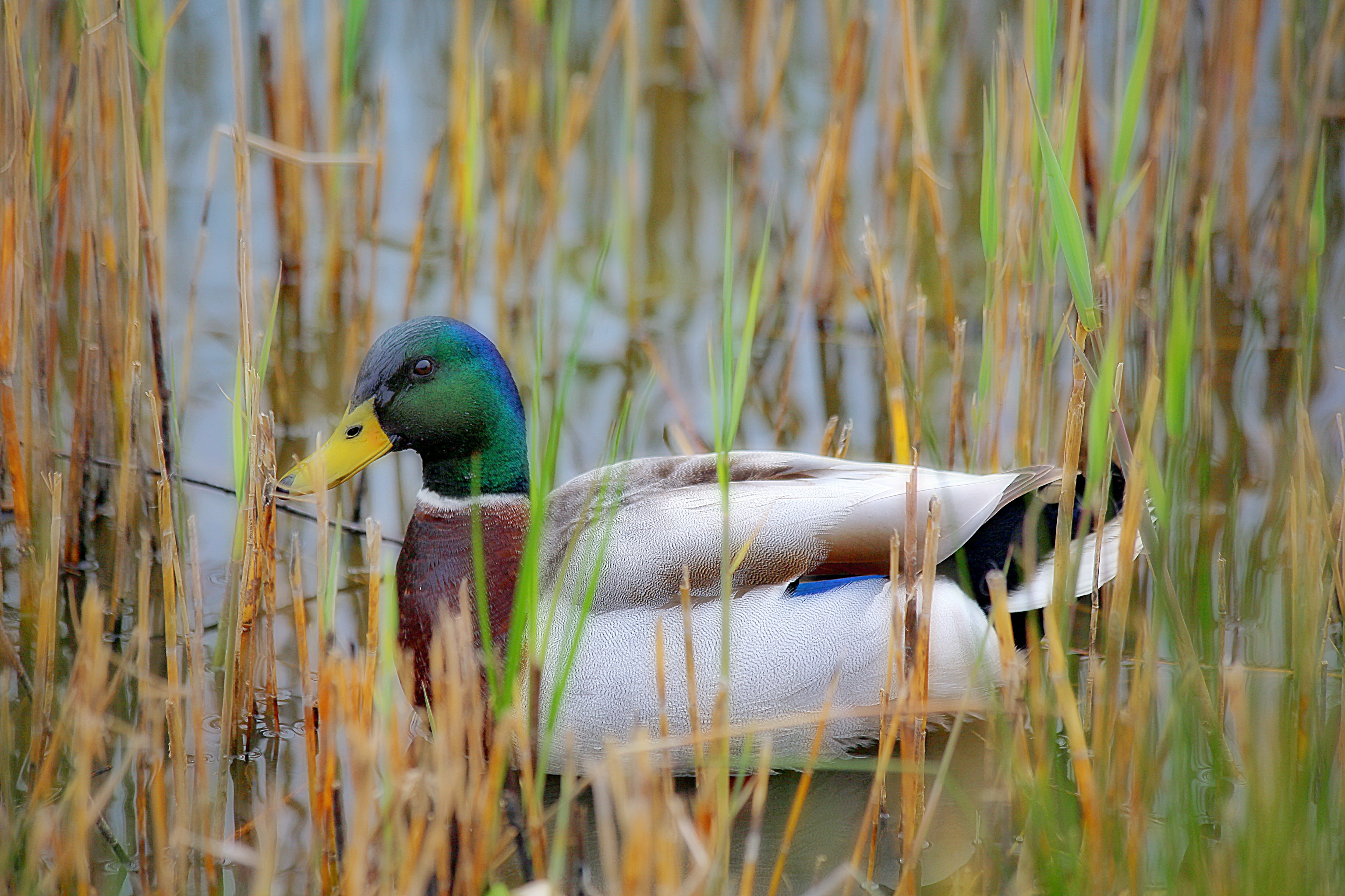 mallard duck, lake, no people, Animals, male animal, animal themes, Pen, bird, beauty in nature, volatile, grass, plumage, vertebrate, animal wildlife, HD Wallpaper