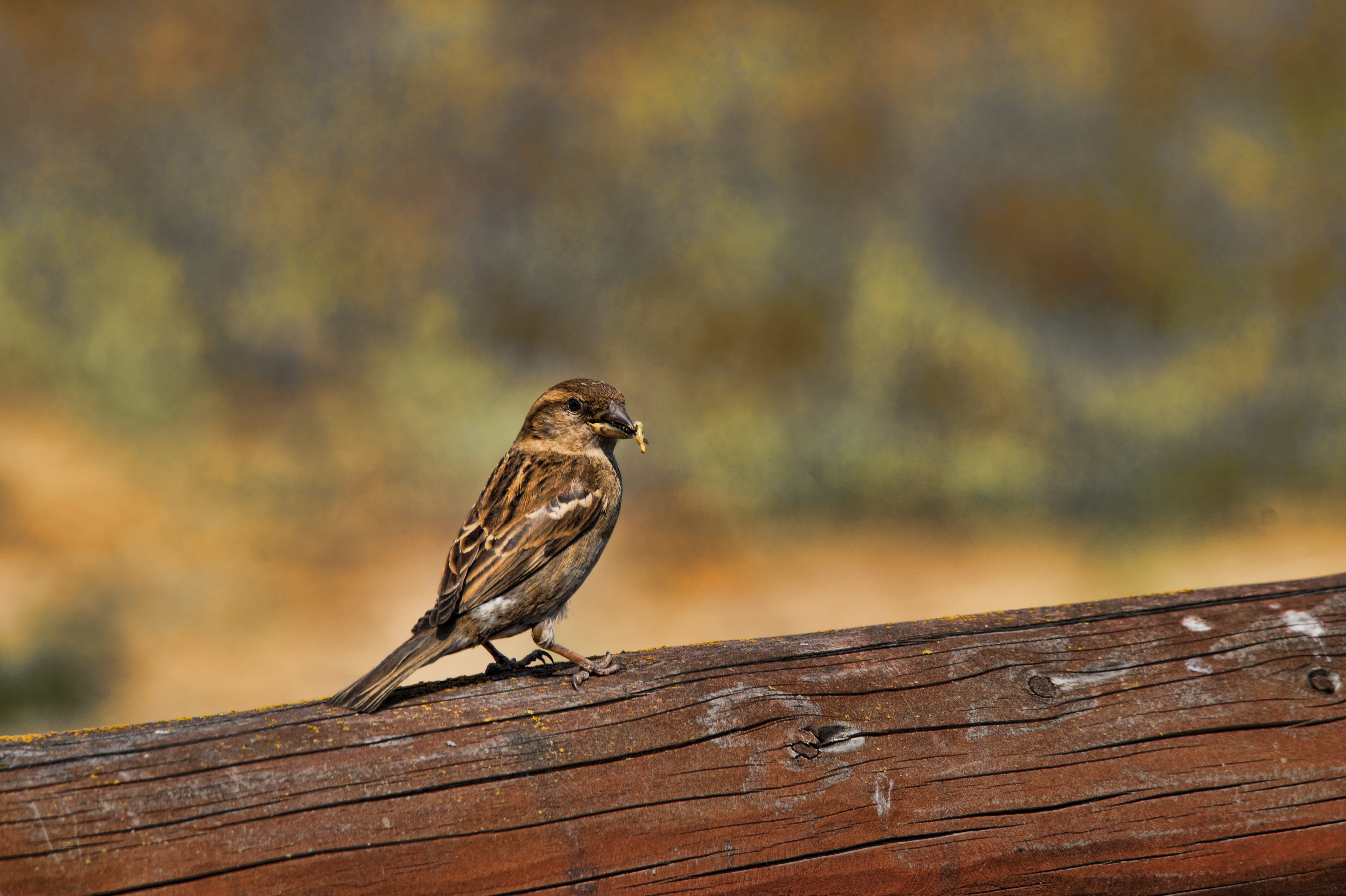 wróbelek, blackbird, 5K, beak, animals In The Wild, no people, selective focus, wild birds, wooden post, the sparrow, day, full length, wildlife, volatile, HD Wallpaper