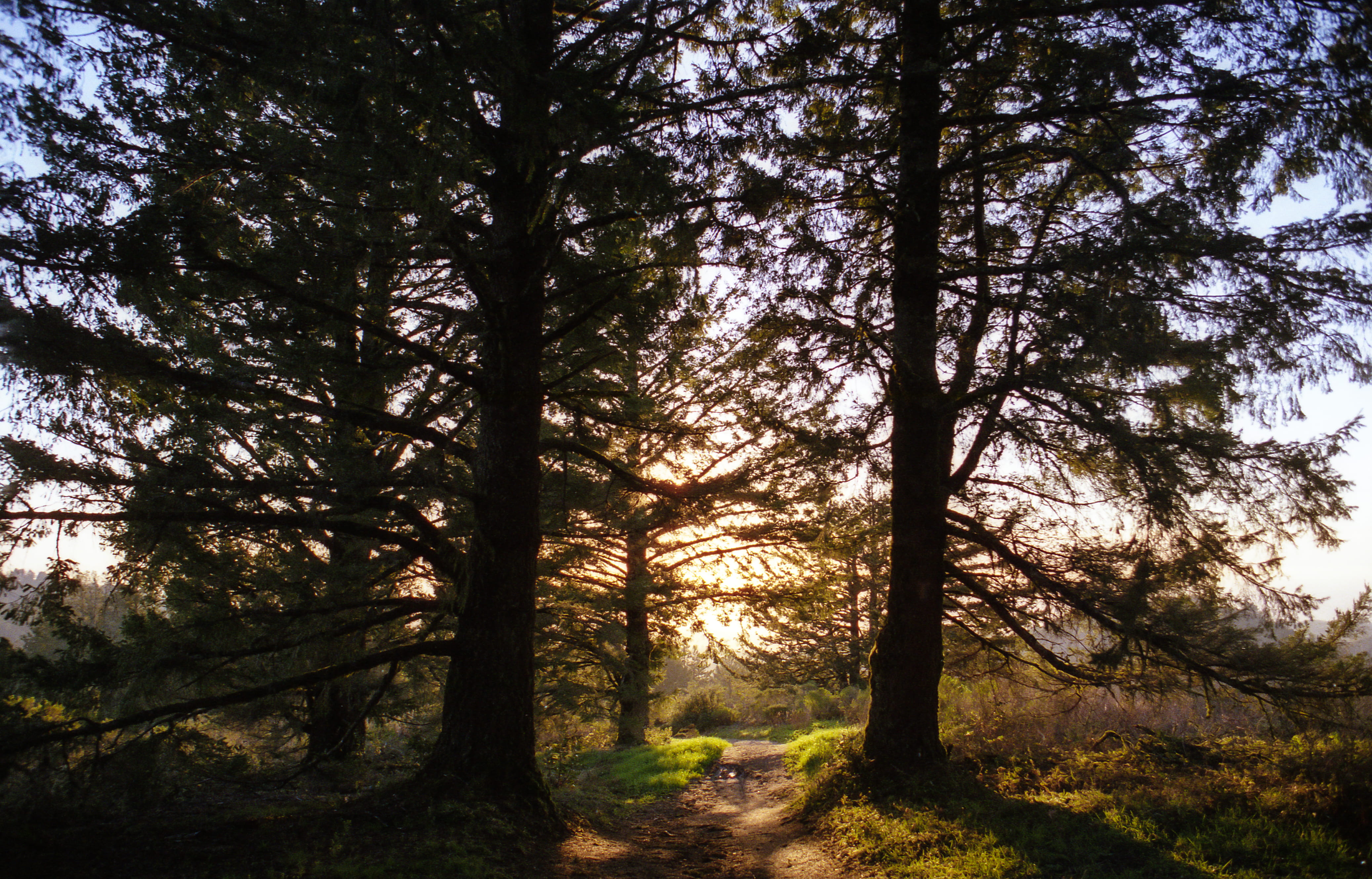 half moon bay, california, non-urban scene, hike, beauty in nature, hiking, sky, backpacking, sunlight, plant, purisma creek, film, journey, northern california, HD Wallpaper