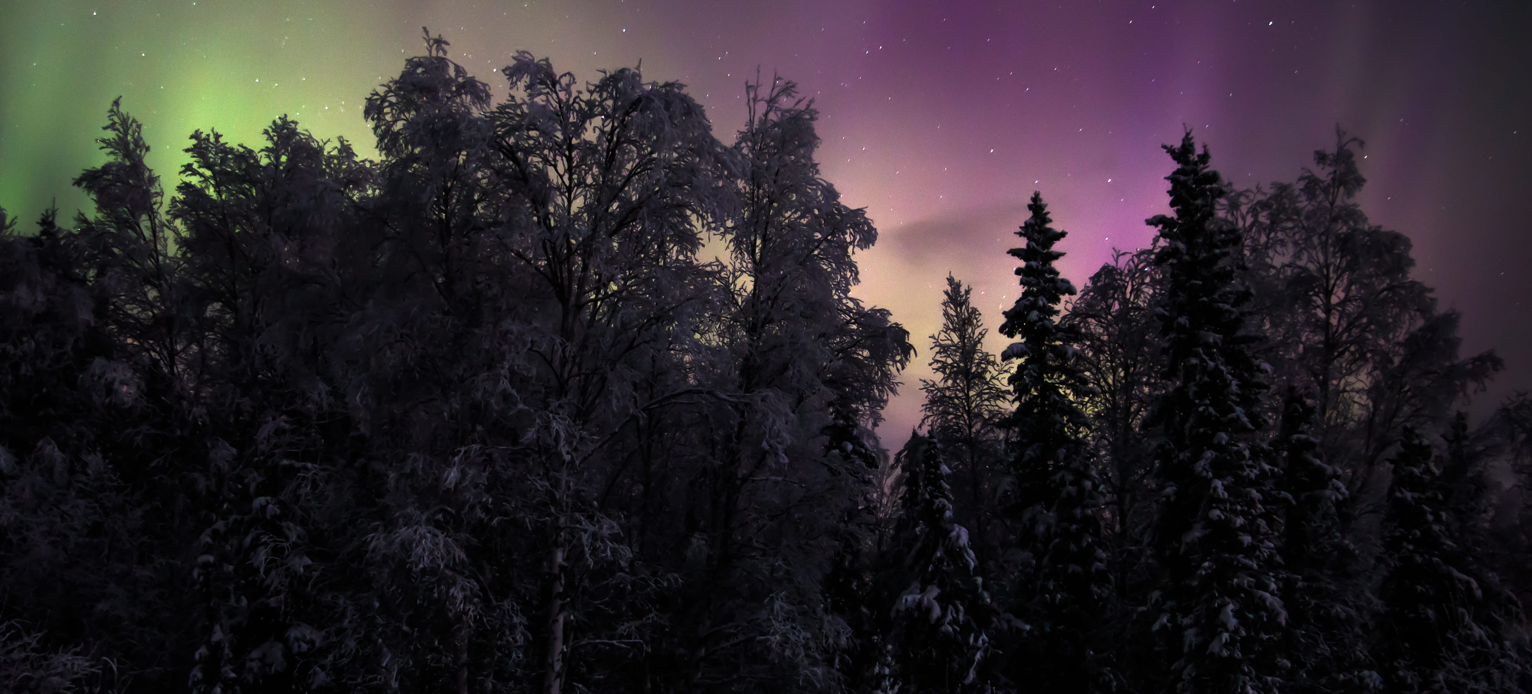 anchorage, forest, alaska, coniferous tree, purple, plant, astronomy, trees, tree, northern lights, beauty in nature, aurora borealis, pine woodland, tranquility, HD Wallpaper