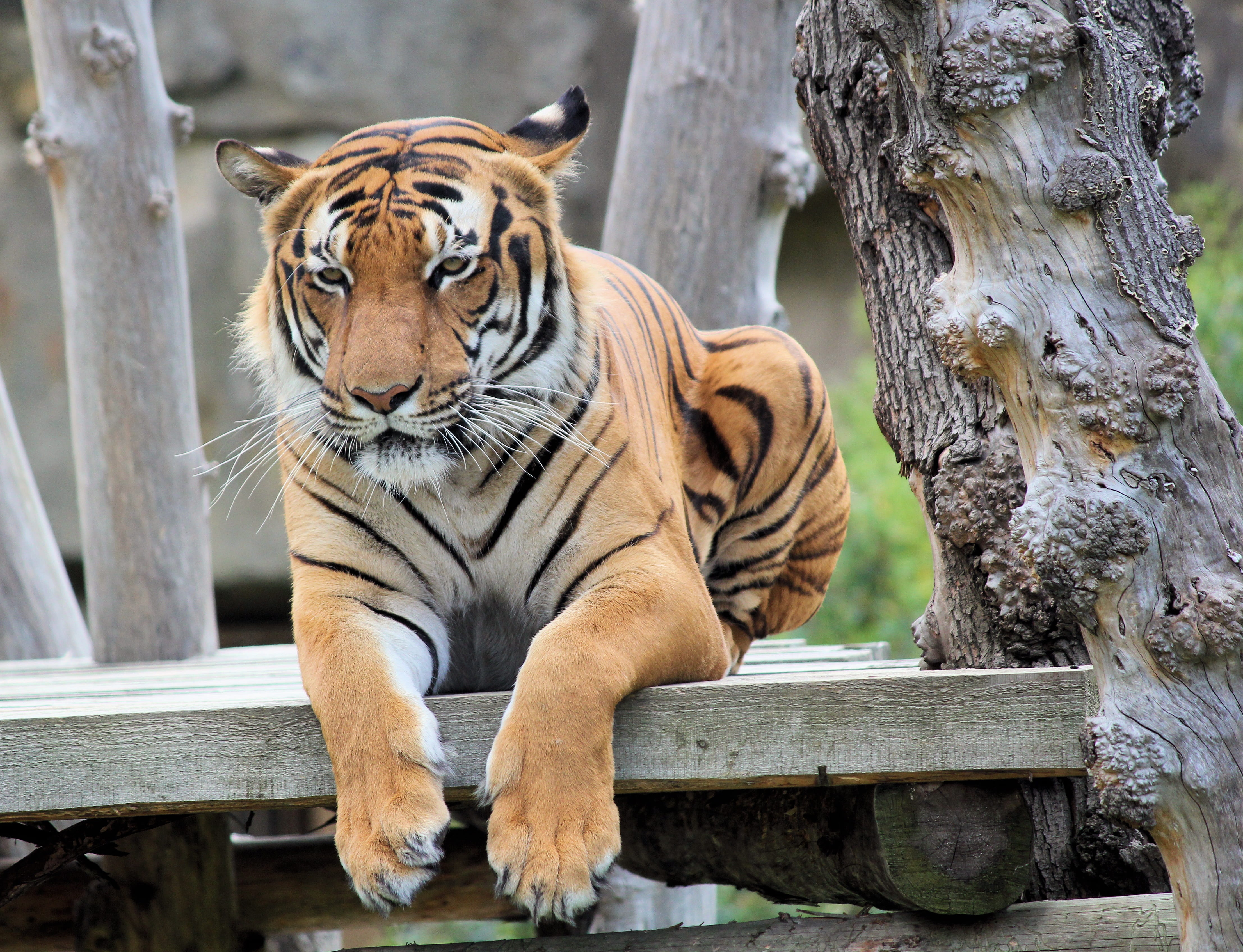 no people, mammal, animals in the wild, beast, bengali, predator, one animal, big cat, animal themes, whisker, animal wildlife, undomesticated cat, rest, HD Wallpaper