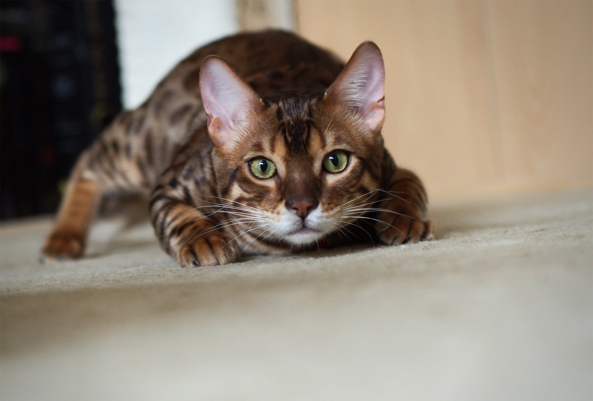 cat, 1080P, bengali, HD Wallpaper
