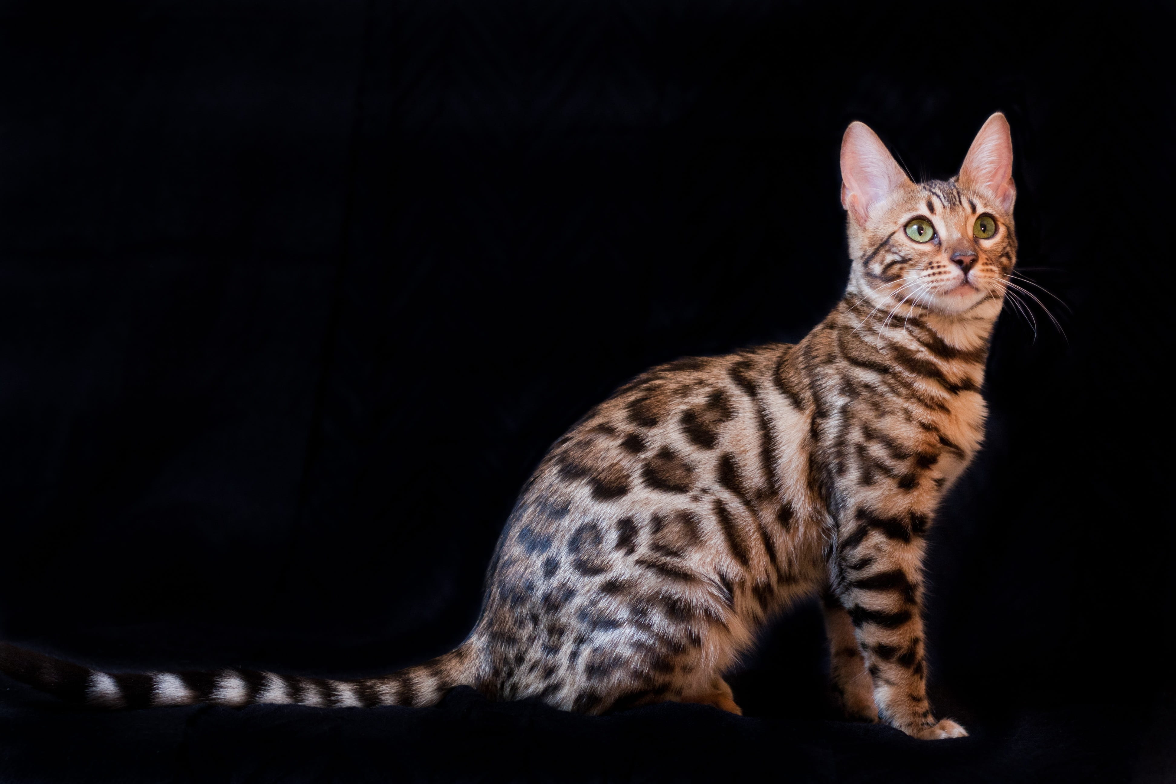 4K, feline, breed, beautiful, tabby, pet, domestic animals, studio shot, b, black background, no people, animal wildlife, indoors, bengali, portrait, brown, HD Wallpaper