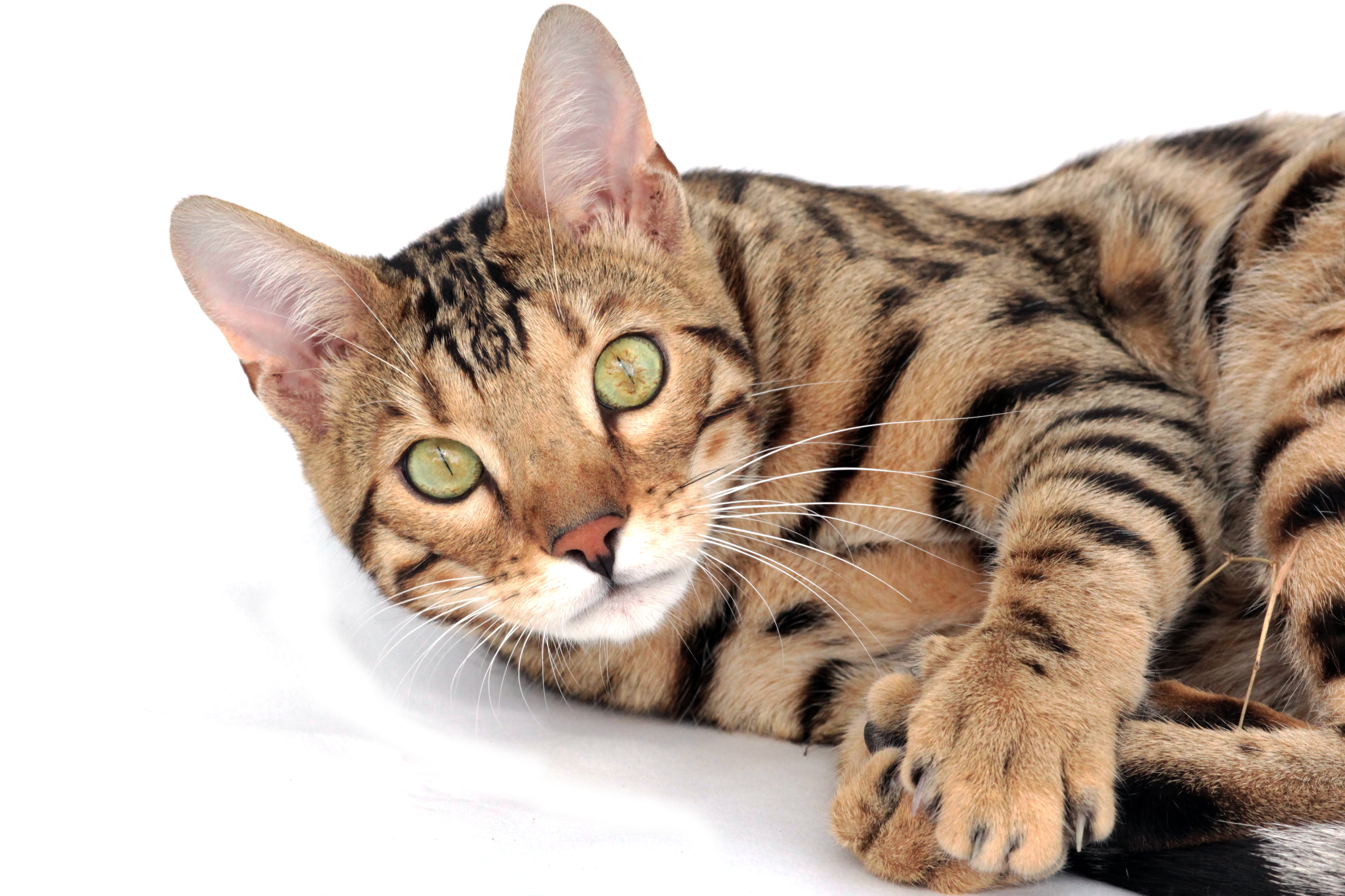 breed, one animal, bengal, relaxation, domestic cat, beautiful, domestic animals, surface, animal head, white, white background, 5K, cat, brown, pets, HD Wallpaper