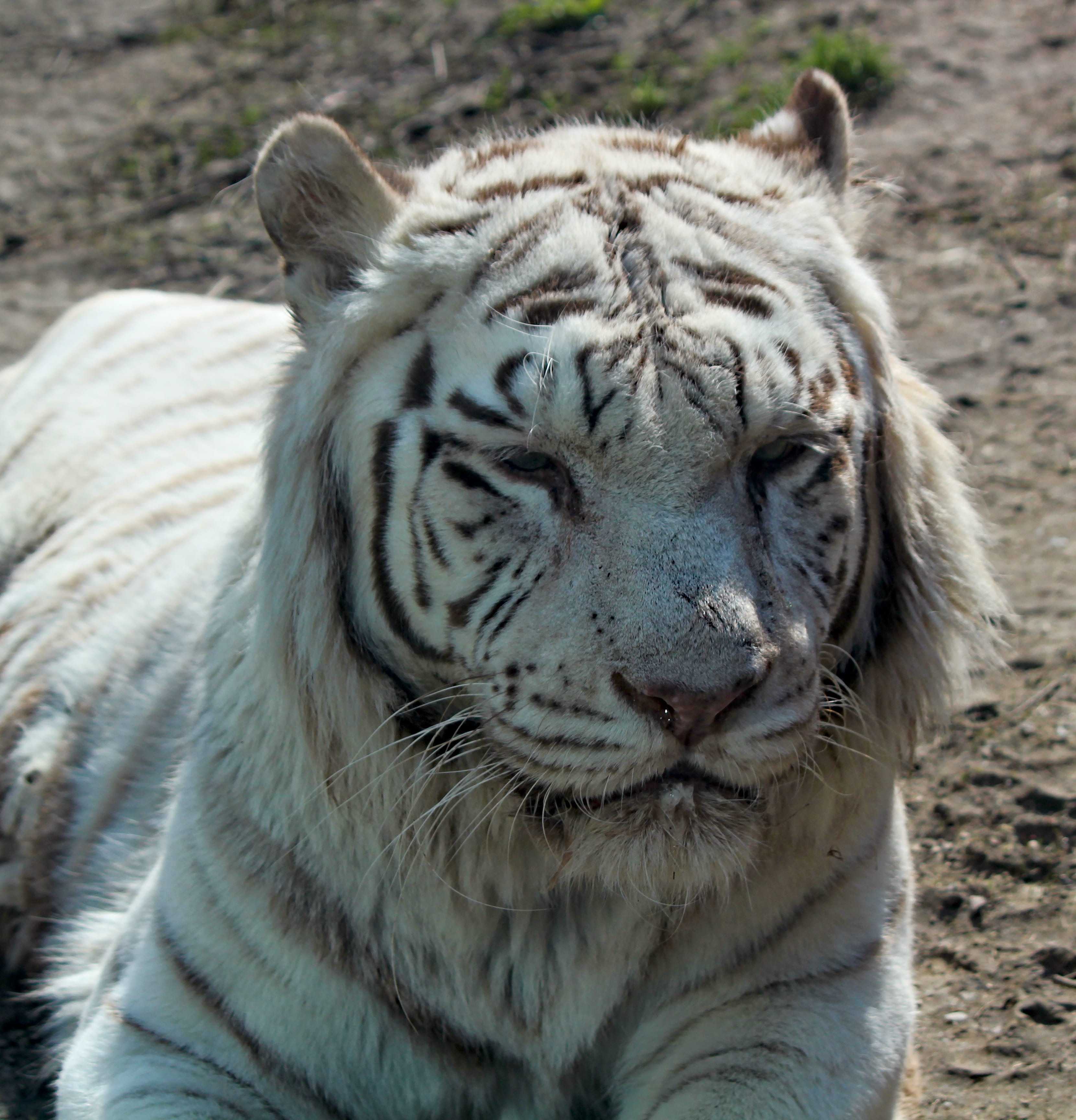 whisker, vertebrate, animal wildlife, portrait, animal head, 2K, close-up, white tiger, outdoors, focus on foreground, one animal, animal, beast, animals in the wild, Phone HD Wallpaper