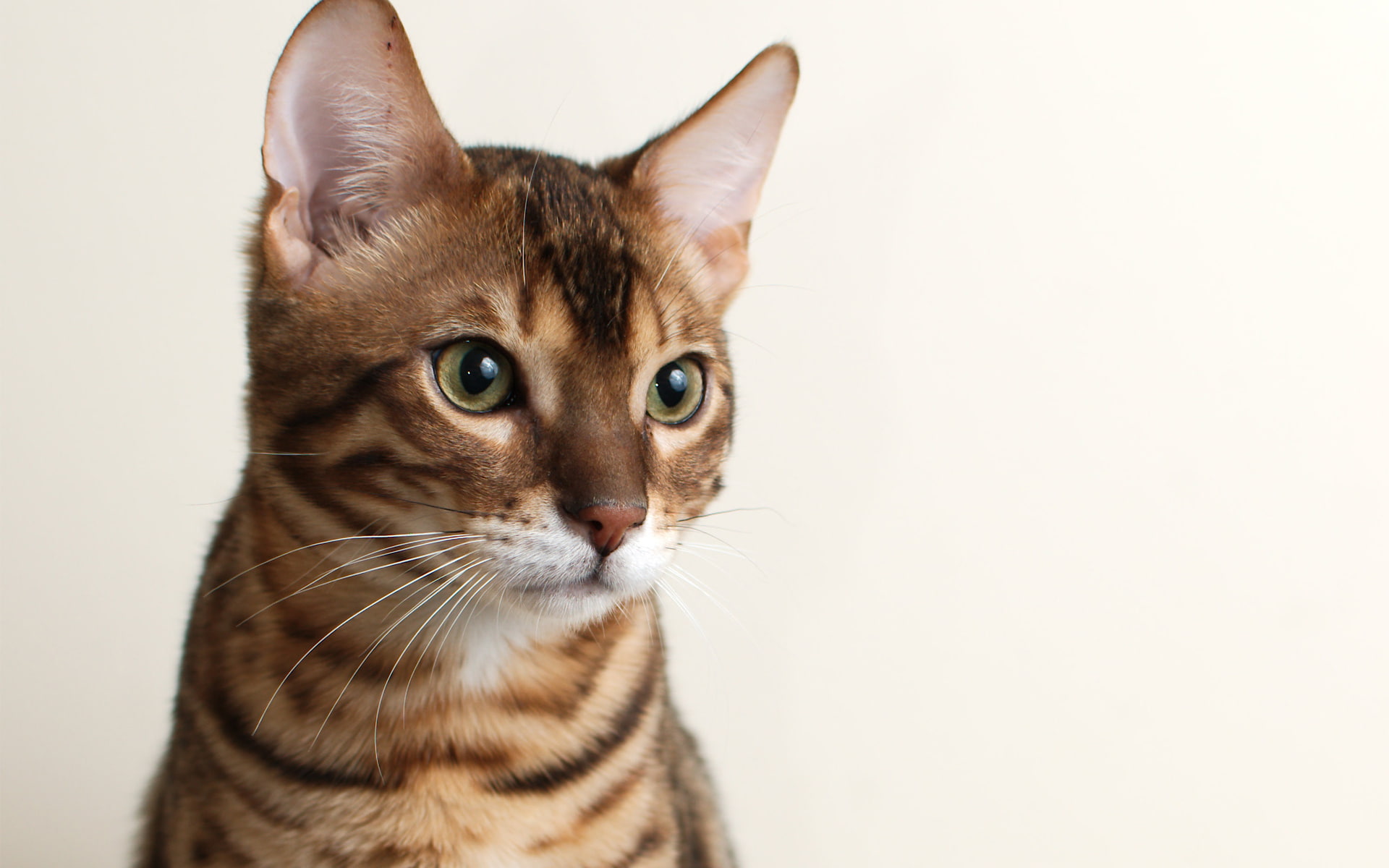 cat, 1080P, bengal, background, muzzle, bengali, HD Wallpaper