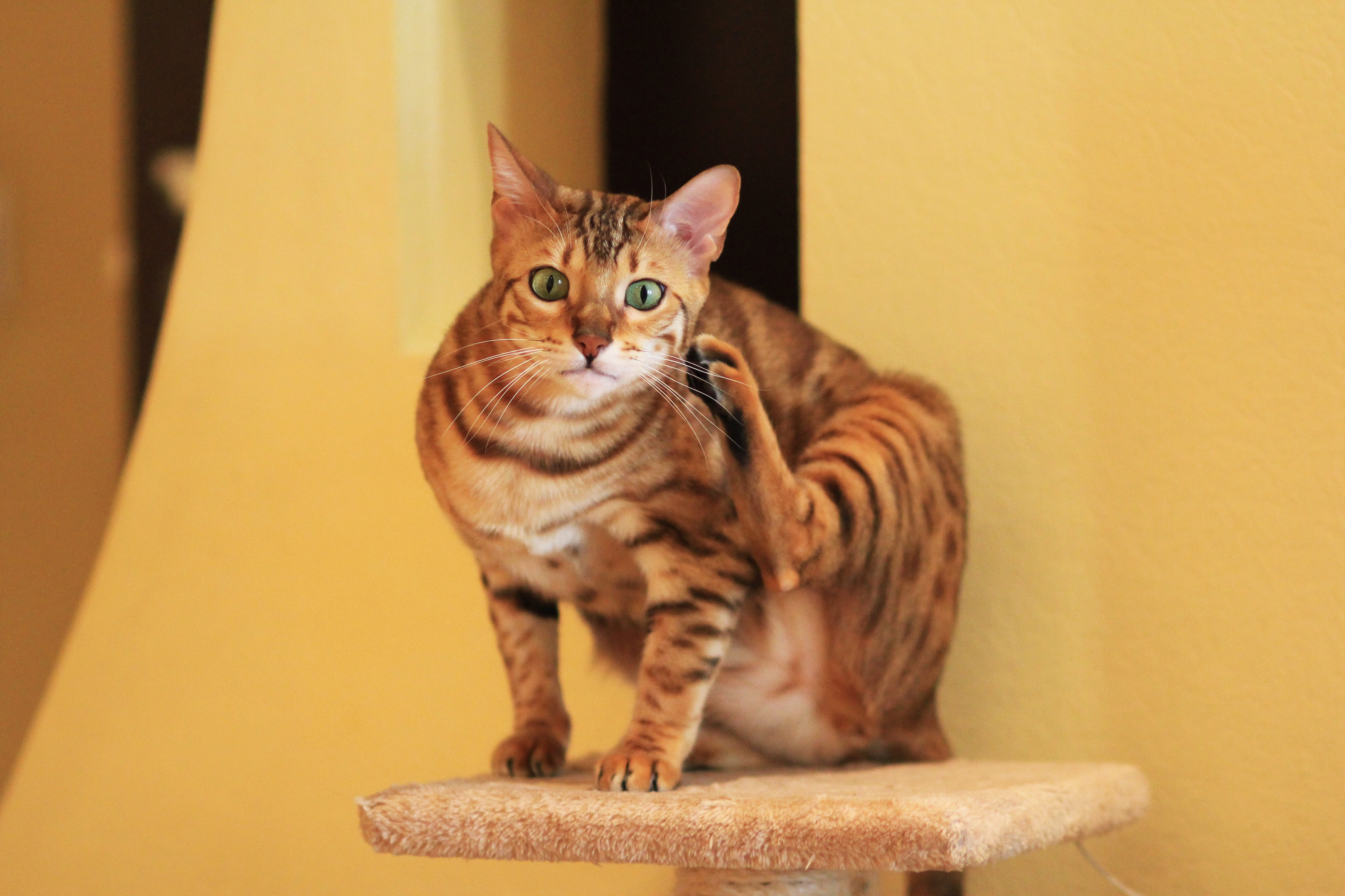 brown, domestic cat, ginger cat, one animal, domestic, Card, Bengali, Breed, feline, indoors, no people, Bengal Cat, starching, pet, whisker, snout, animal themes, HD Wallpaper