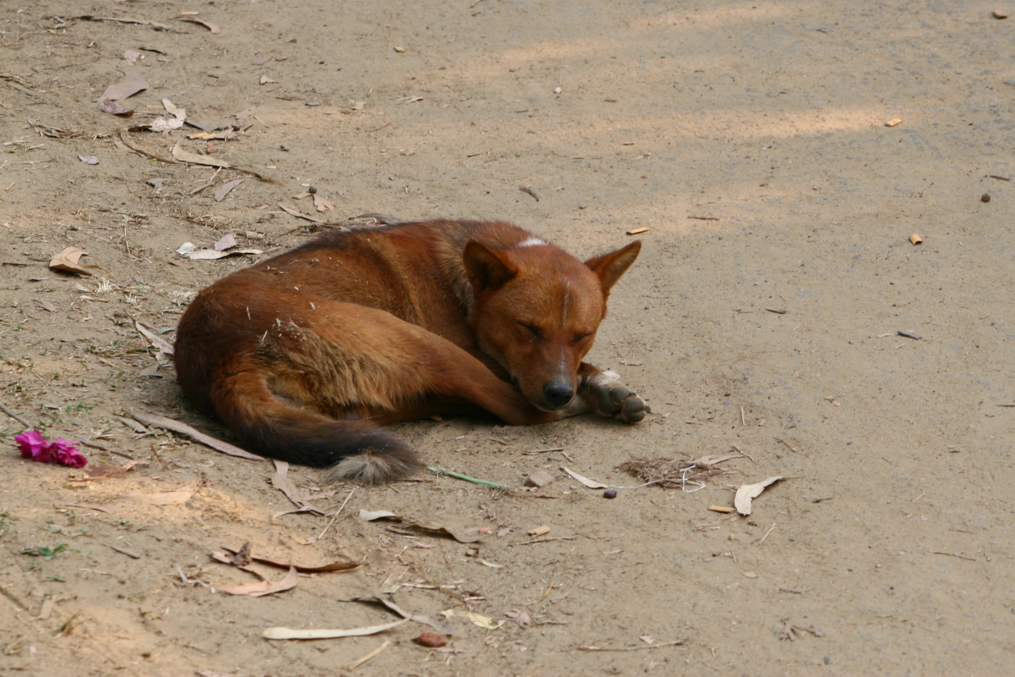 asad, no people, field, bangladesh, animal wildlife, land, dhaka, brown, dog, vertebrate, high angle view, lying down, day, seating dog, one animal, pets, HD Wallpaper