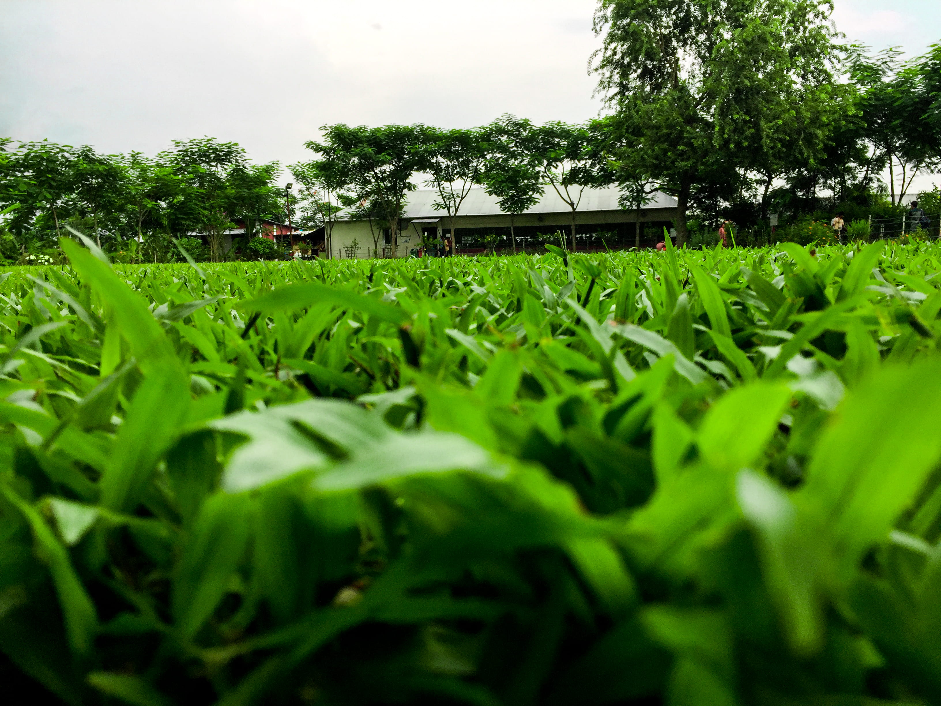nature, selective focus, growth, day, rural scene, plant, no people, land, focus on background, green, surface level, dhaka, bangladesh, green color, beauty in nature, HD Wallpaper