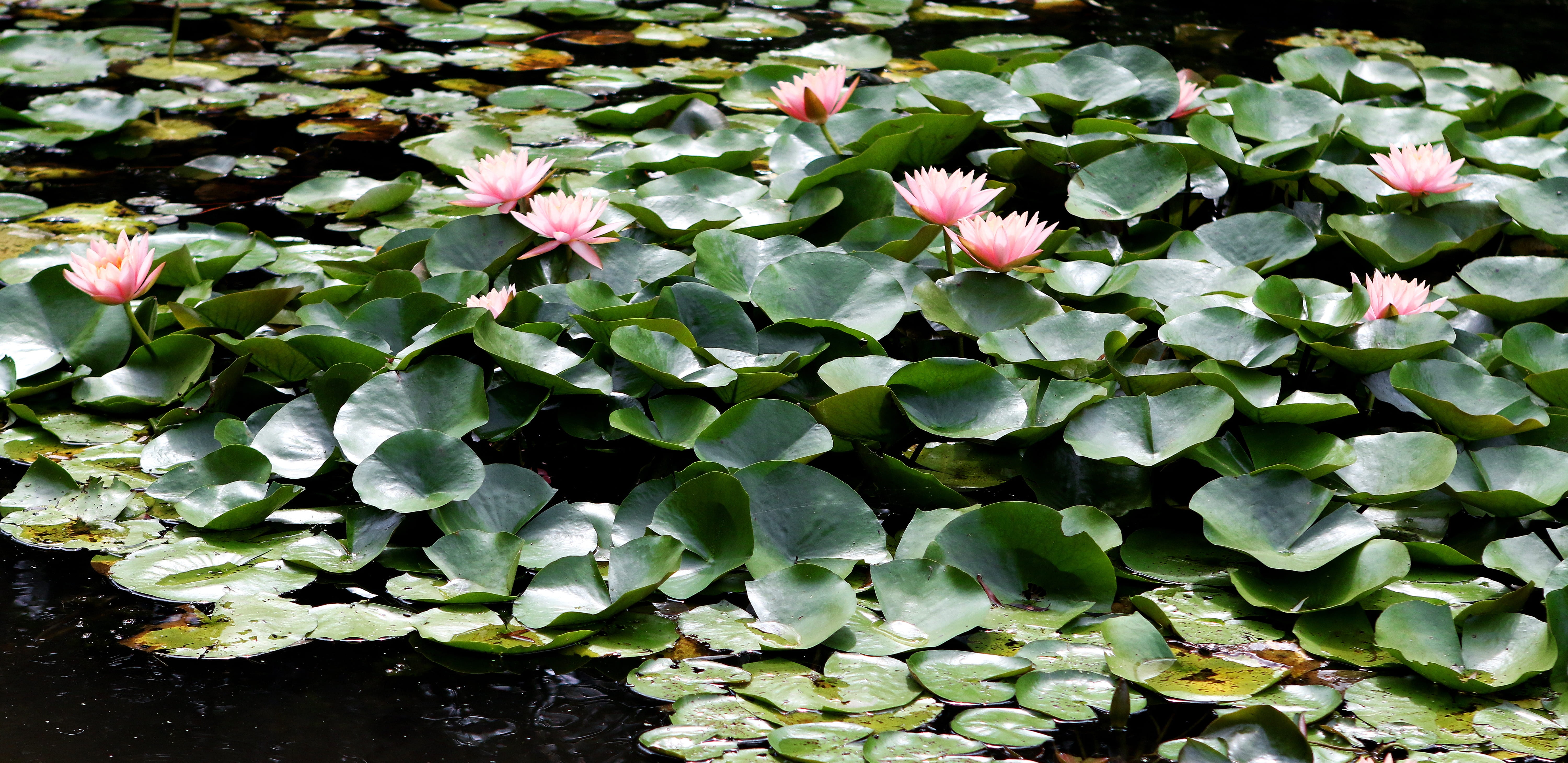 fragility, pond, pink flowers, green color, leaves, monet garden, blooming, petal, Pink, lilly, Waterlily, aquatic, day, high angle view, plant, flora, HD Wallpaper