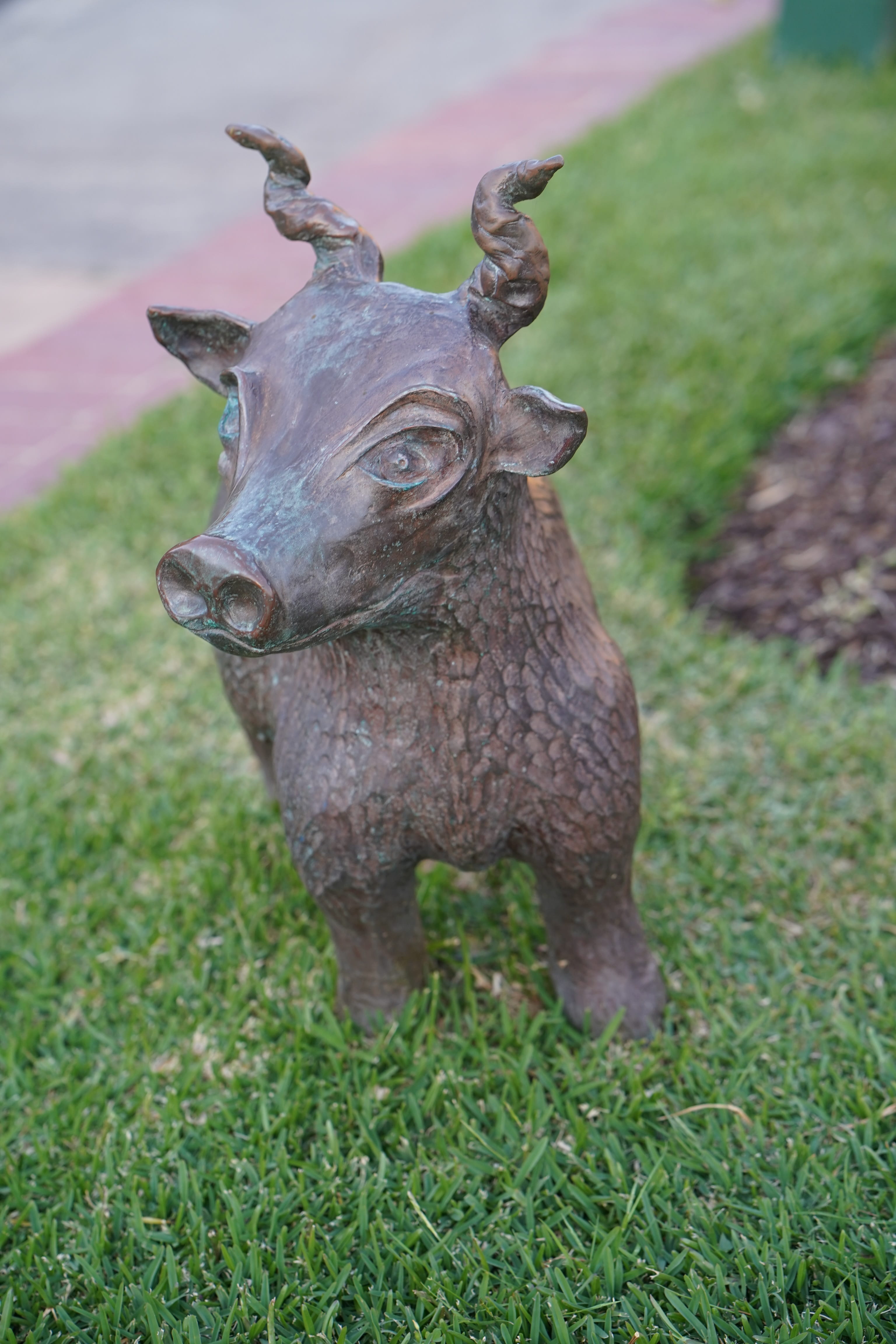 4K, wildlife, field, bird, bronze, standing, head, australia, land, day, animal wildlife, pig, herbivorous, plant, animal, boar, warthog, one animal, green color, Phone HD Wallpaper
