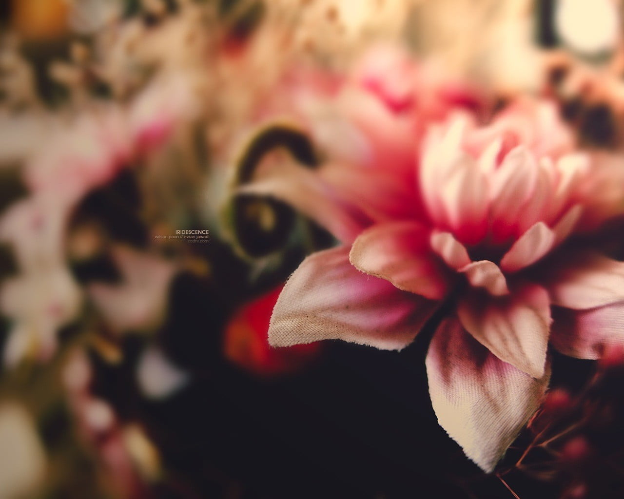 beauty in nature, pink color, day, inflorescence, pollen, close-up, petal, growth, no people, faux, microsemi, plant, pink, 720P, freshness, dahlia, flower, HD Wallpaper