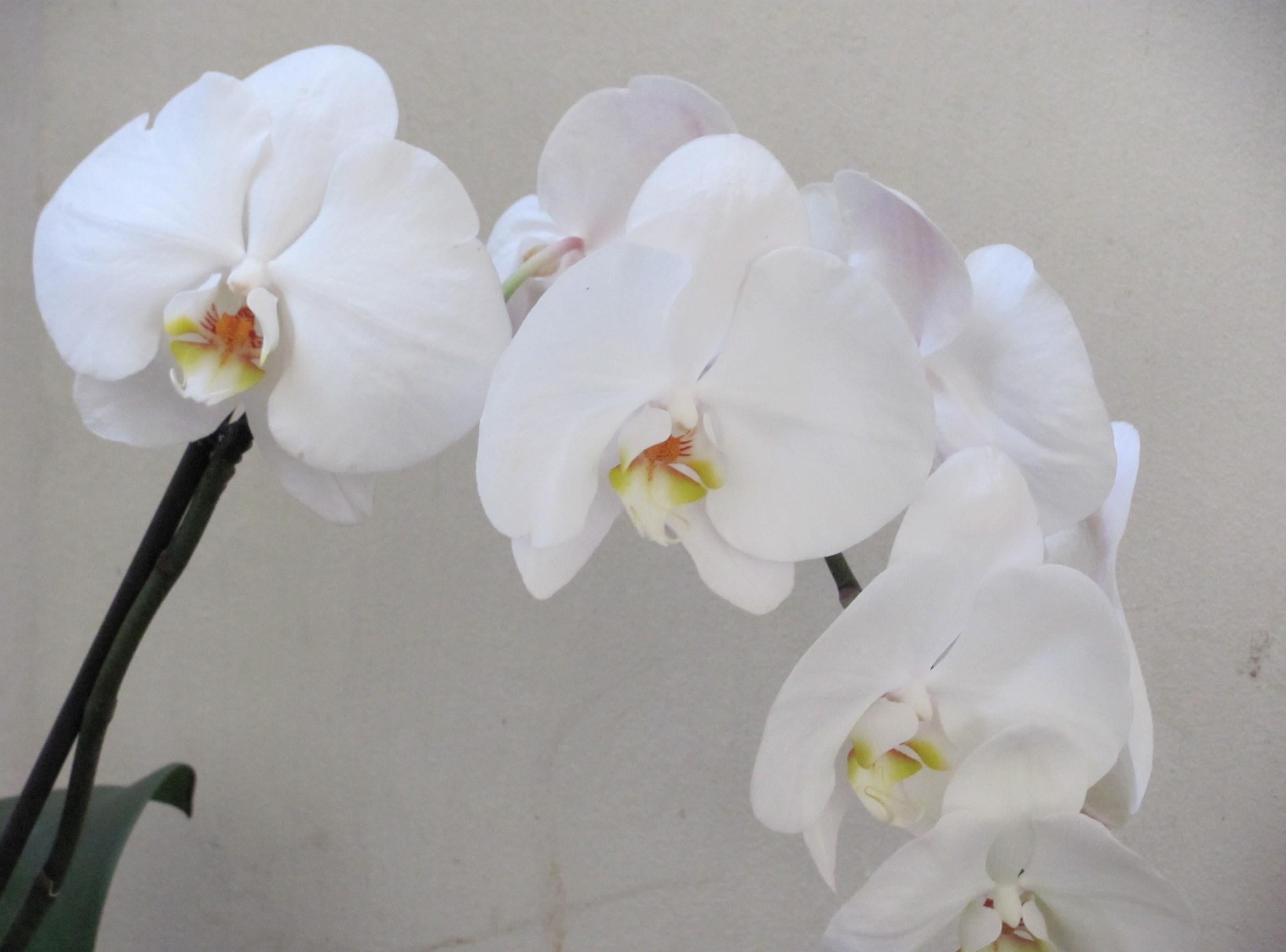 beauty In Nature, botany, springtime, flower, pink Color, flower Head, fragility, backgrounds, moth Orchid, growth, bouquet, decoration, moth, macro, freshness, HD Wallpaper