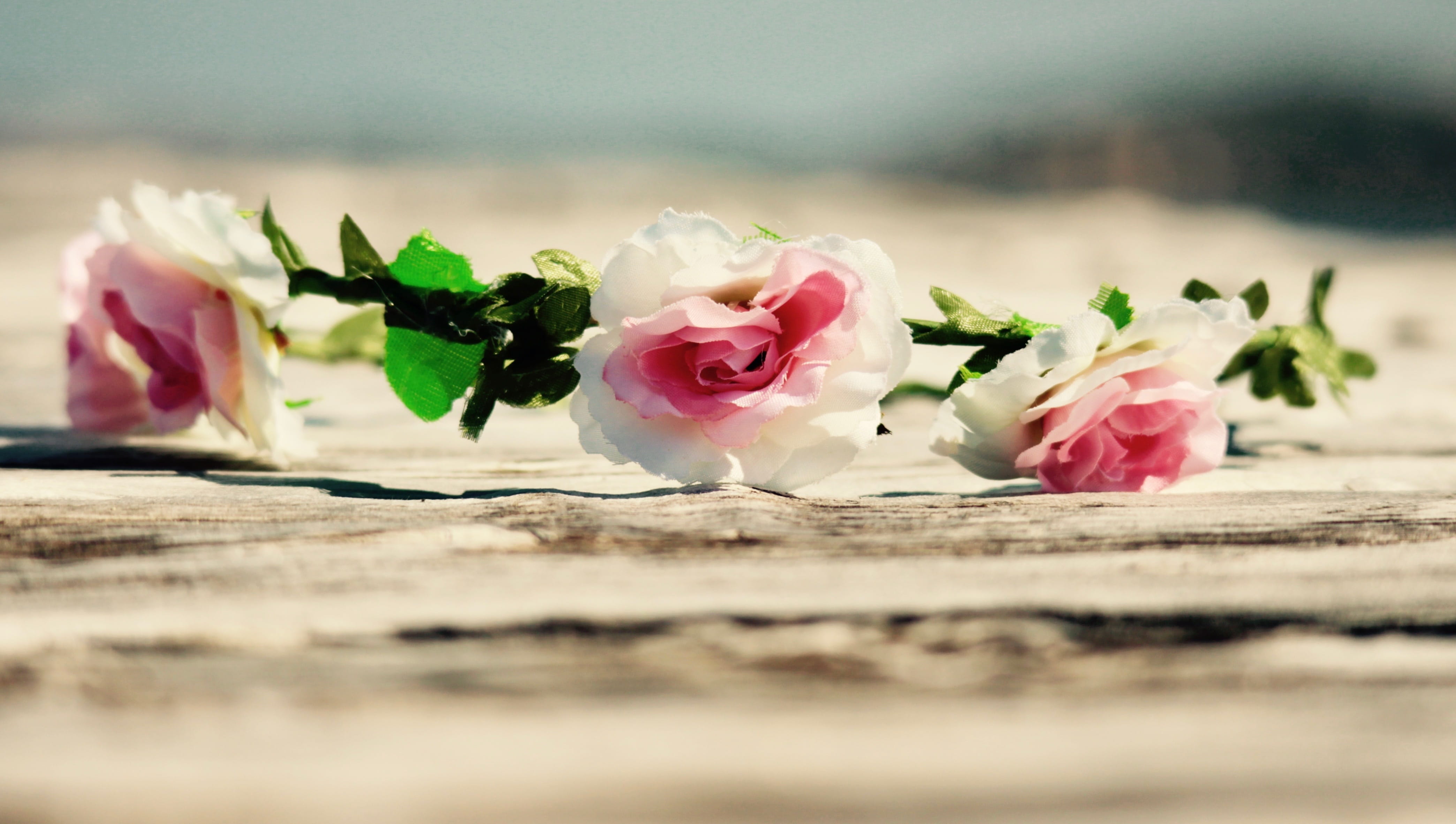 flower arrangement, italy, wood - material, nature, Wood, close-up, beauty in nature, selective focus, Flowers, vulnerability, petal, Sea, rose, flower, HD Wallpaper