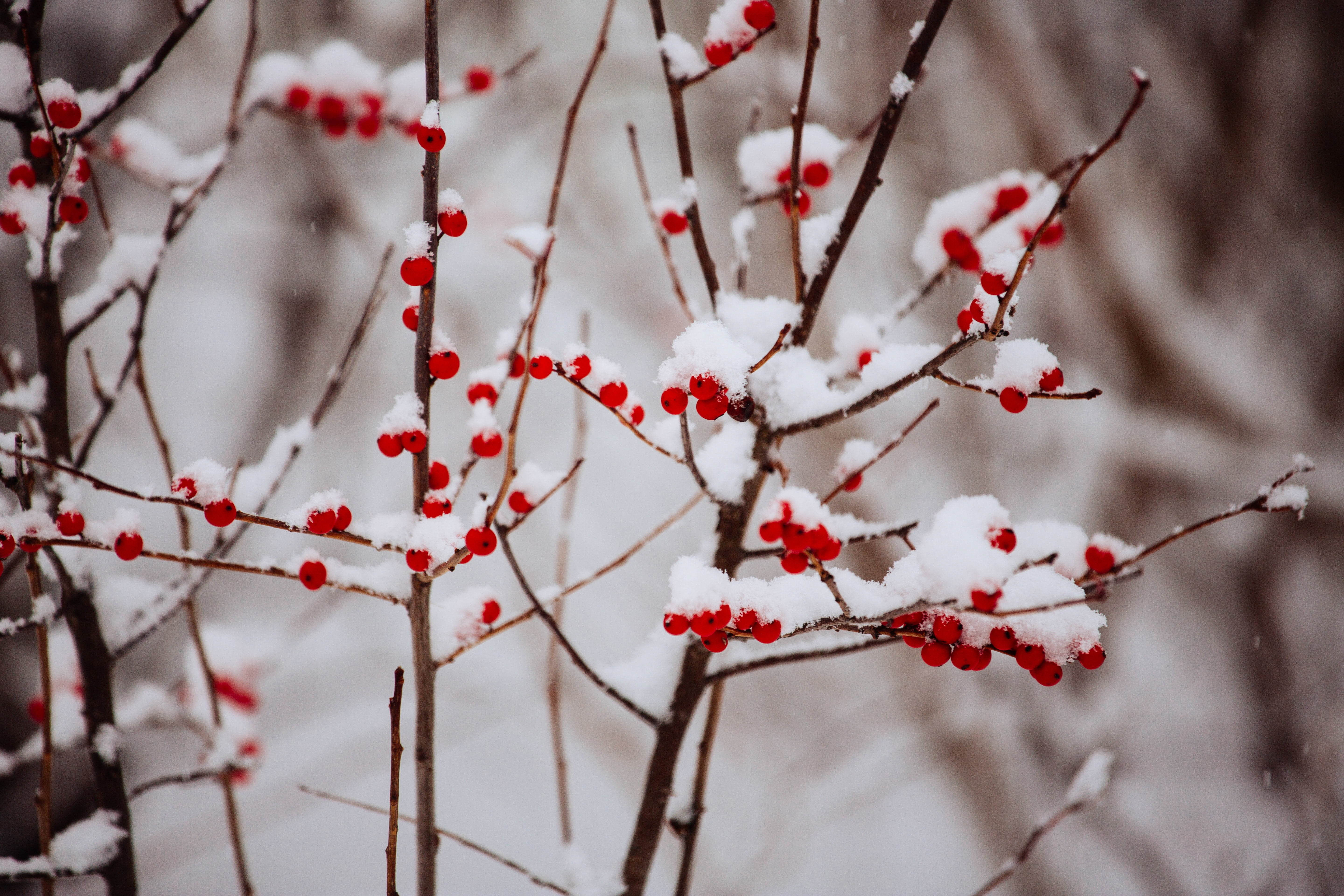 snowy, branches, snow, growth, covered, red, nature, frozen, photography, fruit, berries, plant, focus, healthy eating, selective, cold temperature, food and drink, HD Wallpaper