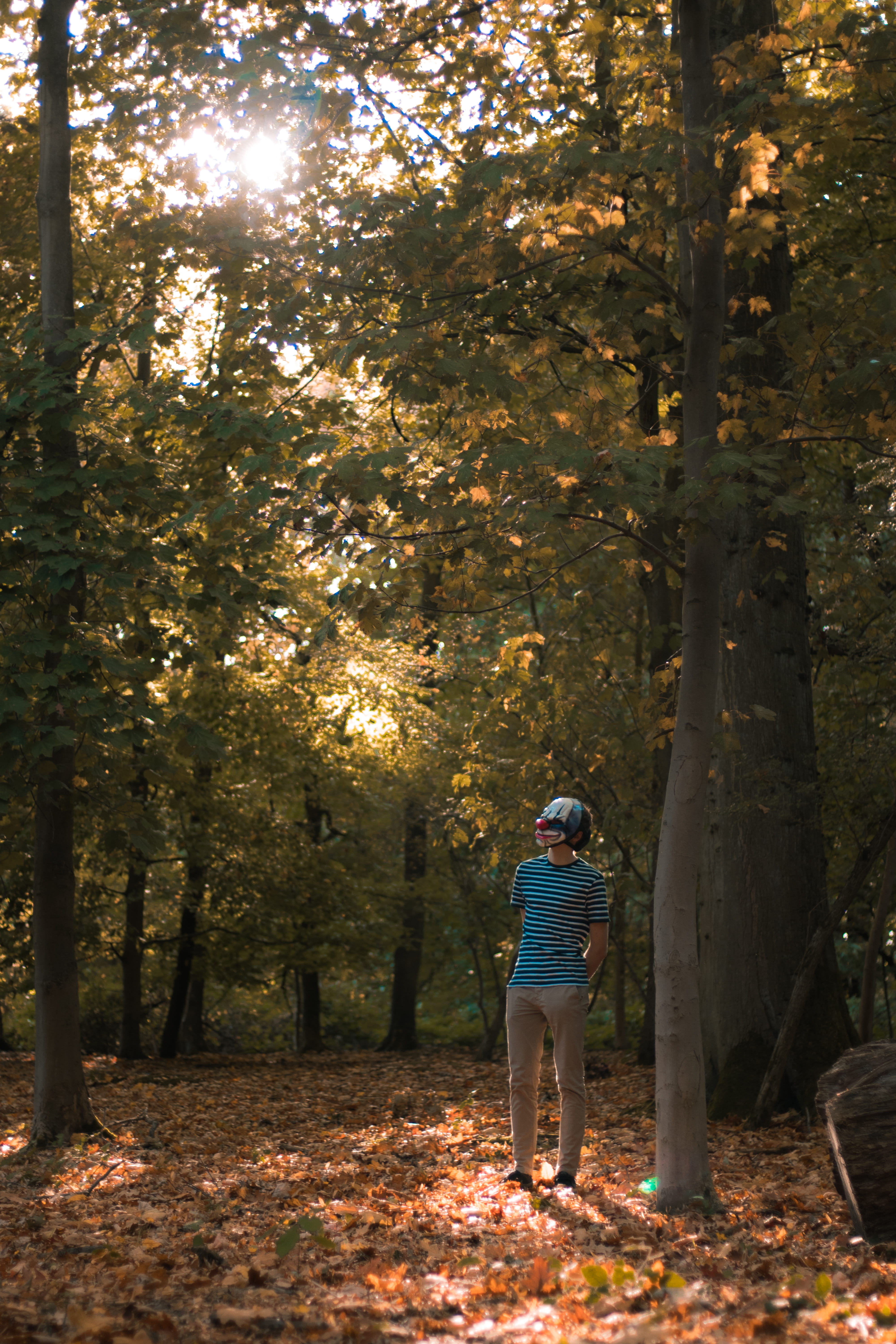 lifestyles, nature, outdoors, day, full length, grove, person, walking, 5K, gravel, dirt road, leisure activity, belgium, casual clothing, autumn, people, Phone HD Wallpaper