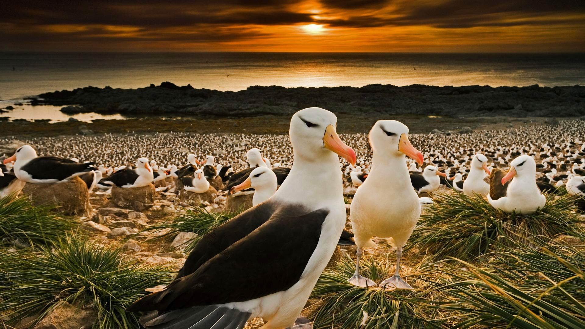 Falkland Islands, 1080P, birds, black-browed albatrosses, colony, beak, HD Wallpaper