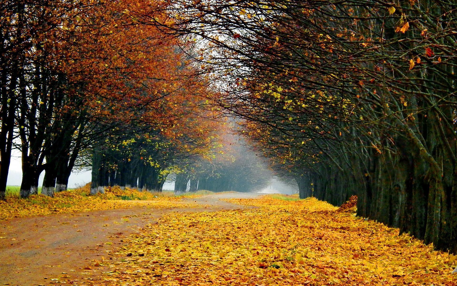 landscape, road, nature, autumn, leaved, forest, 1920x1200, fall, brow, 1080P, trees, foliage, tree, HD Wallpaper