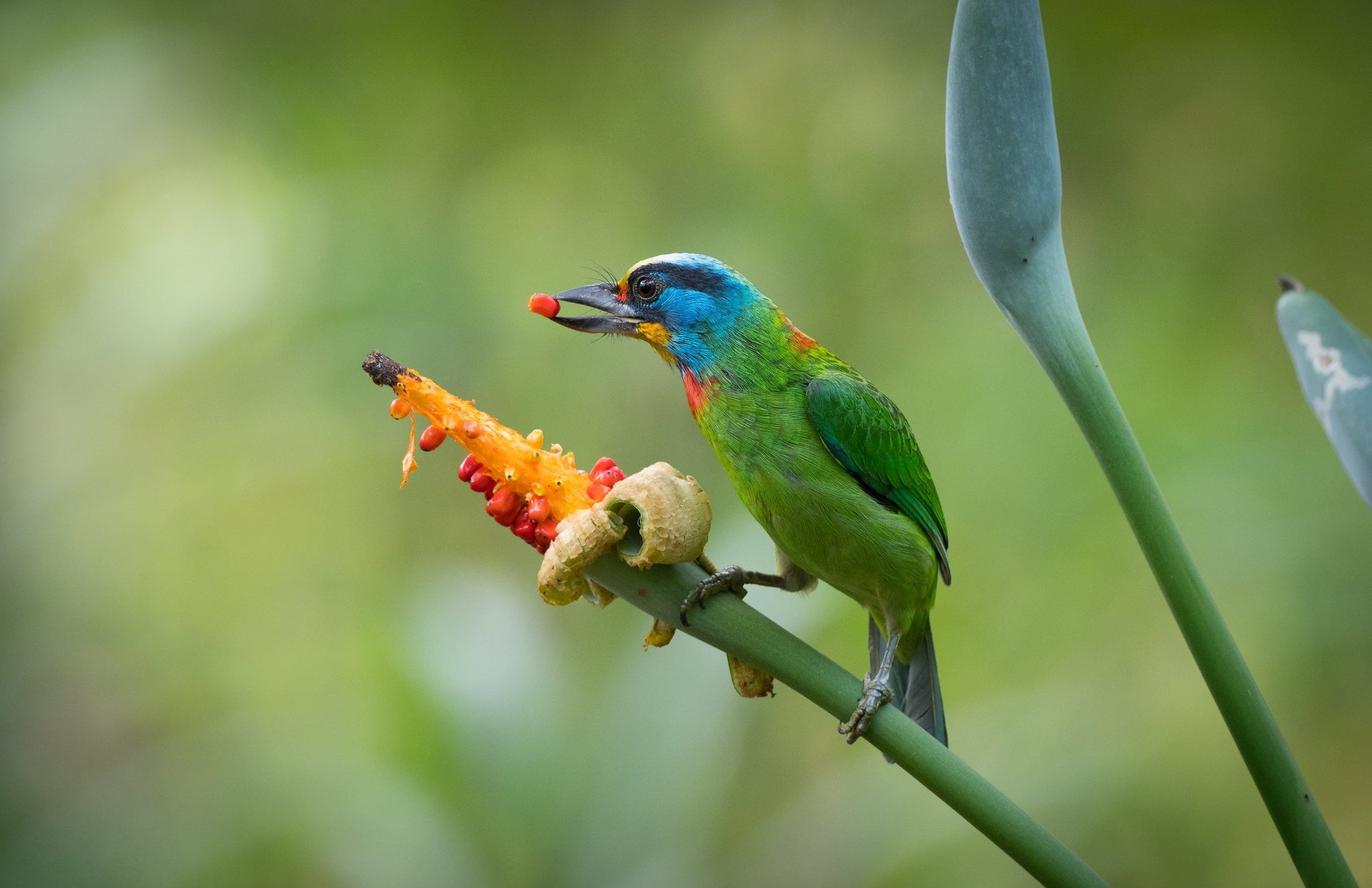 Birds, 1080P, Bird, Eating, Black-browed Barbet, HD Wallpaper