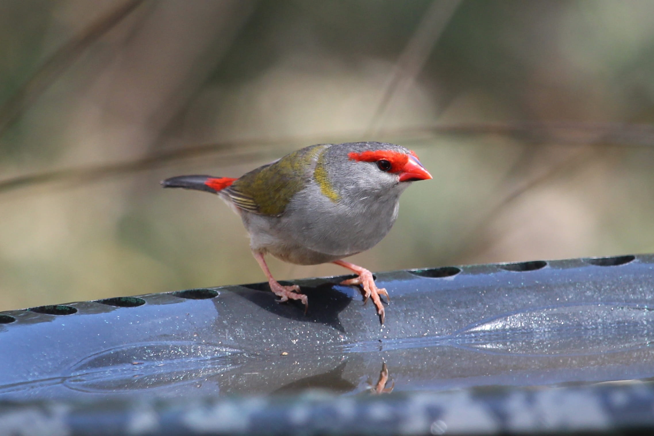 small, Bird, close-up, red, surface level, vertebrate, finch, animal themes, full length, animal wildlife, one animal, water, Red-Browed Finch, beauty in nature, HD Wallpaper