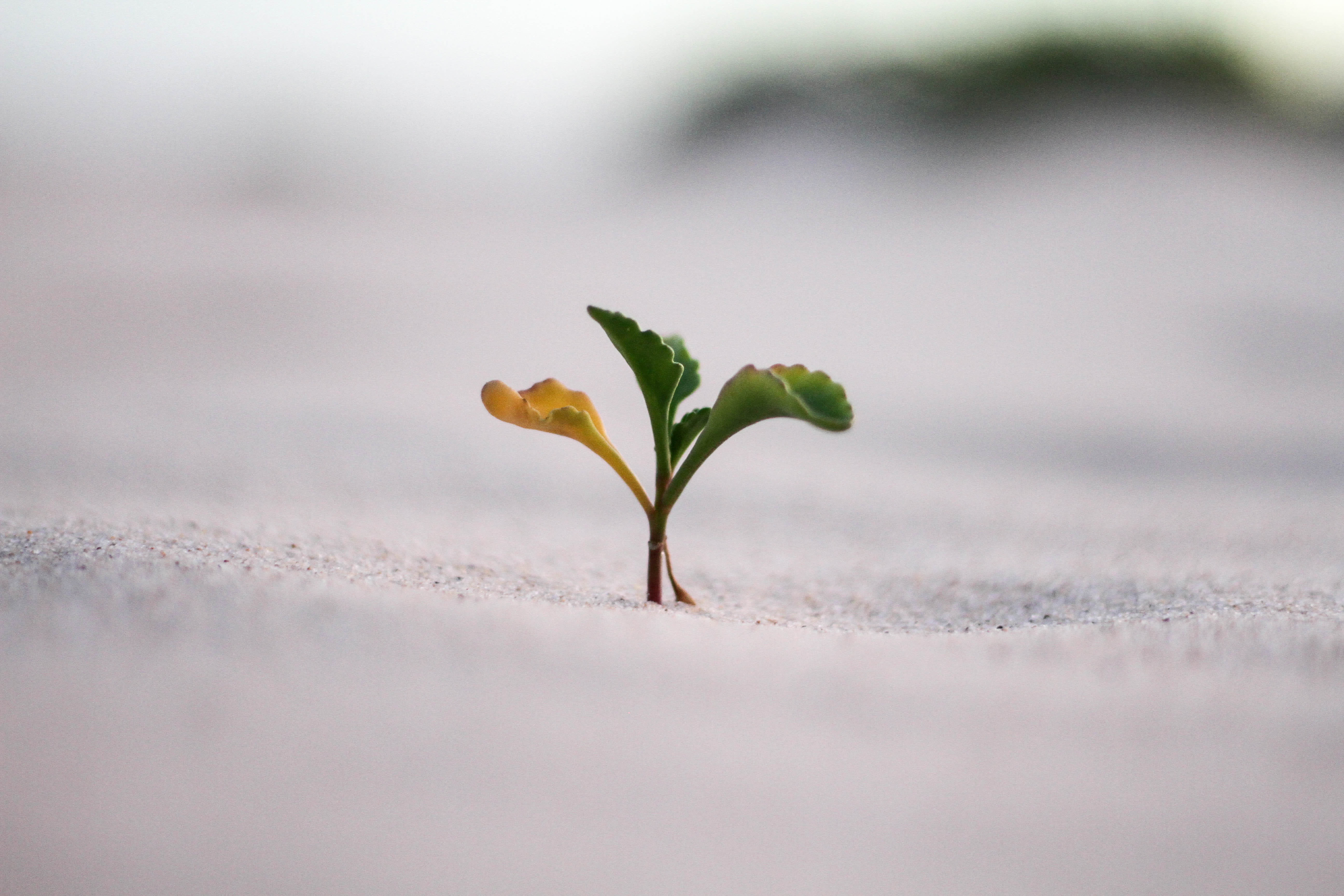 plant, close-up, dirt, beauty in nature, growth, winter, small, selective focus, photo, outdoors, sand, nature, ground, environment, beginnings, freshness, HD Wallpaper