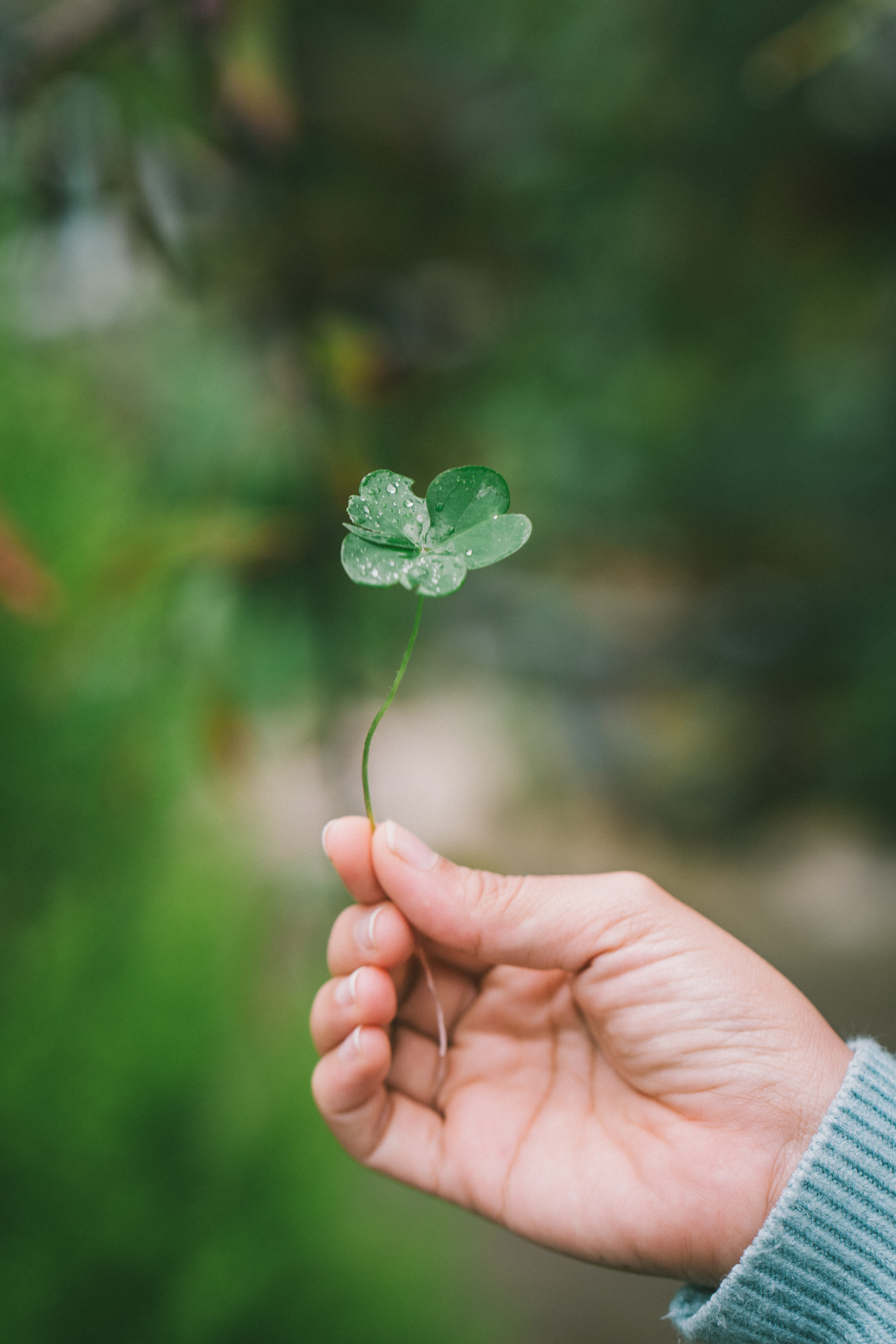 freshness, close-up, outdoors, gardening, springtime, concepts, growth, clover, nature, 5K, water, leaf, environmental Conservation, life, human Hand, Phone HD Wallpaper