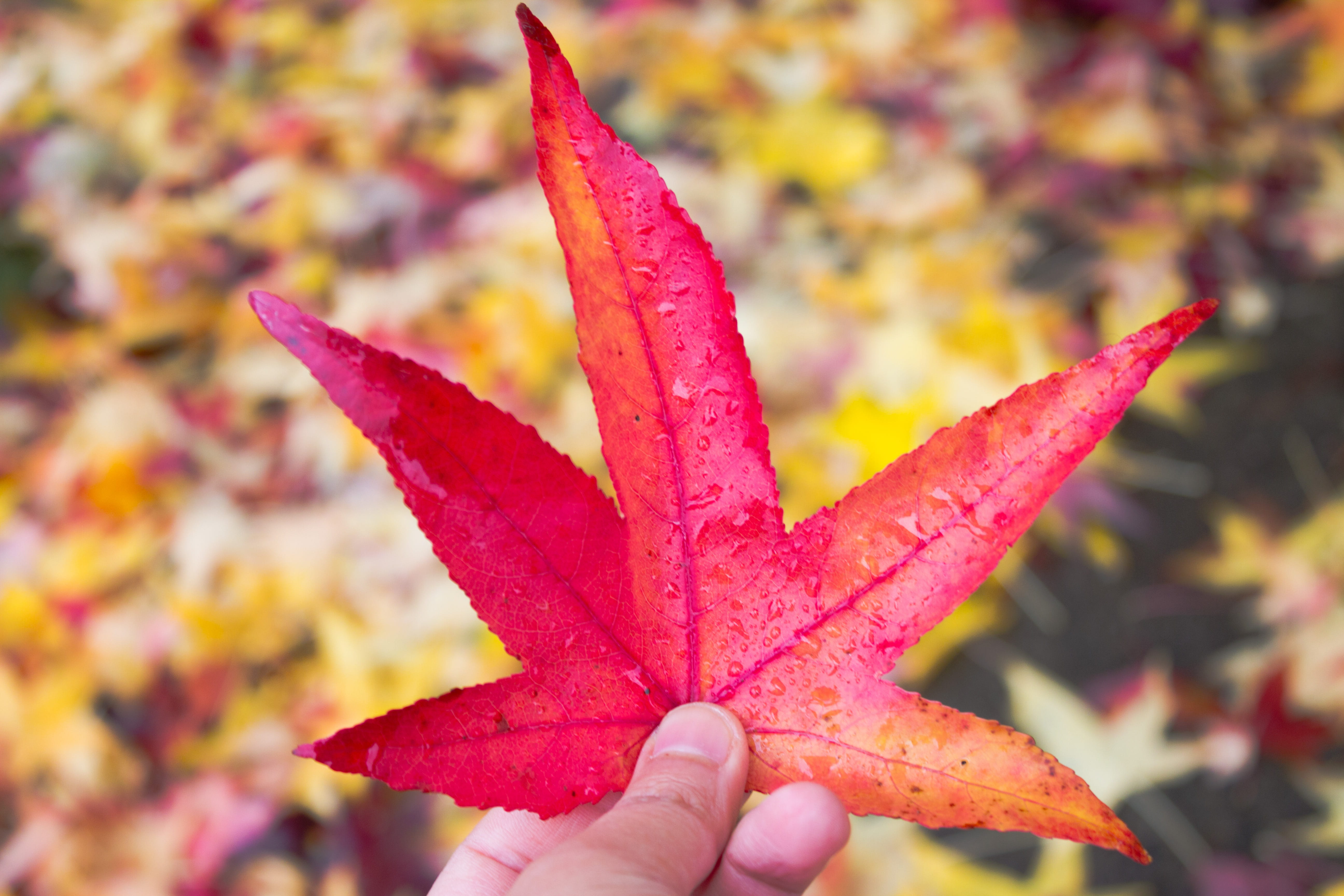 outdoor, millennial, change, day, 5K, body part, autumn, maple leaf, outdoors, plant part, holding a leaf, one person, red, leaves, thanksgiving, leaf, HD Wallpaper
