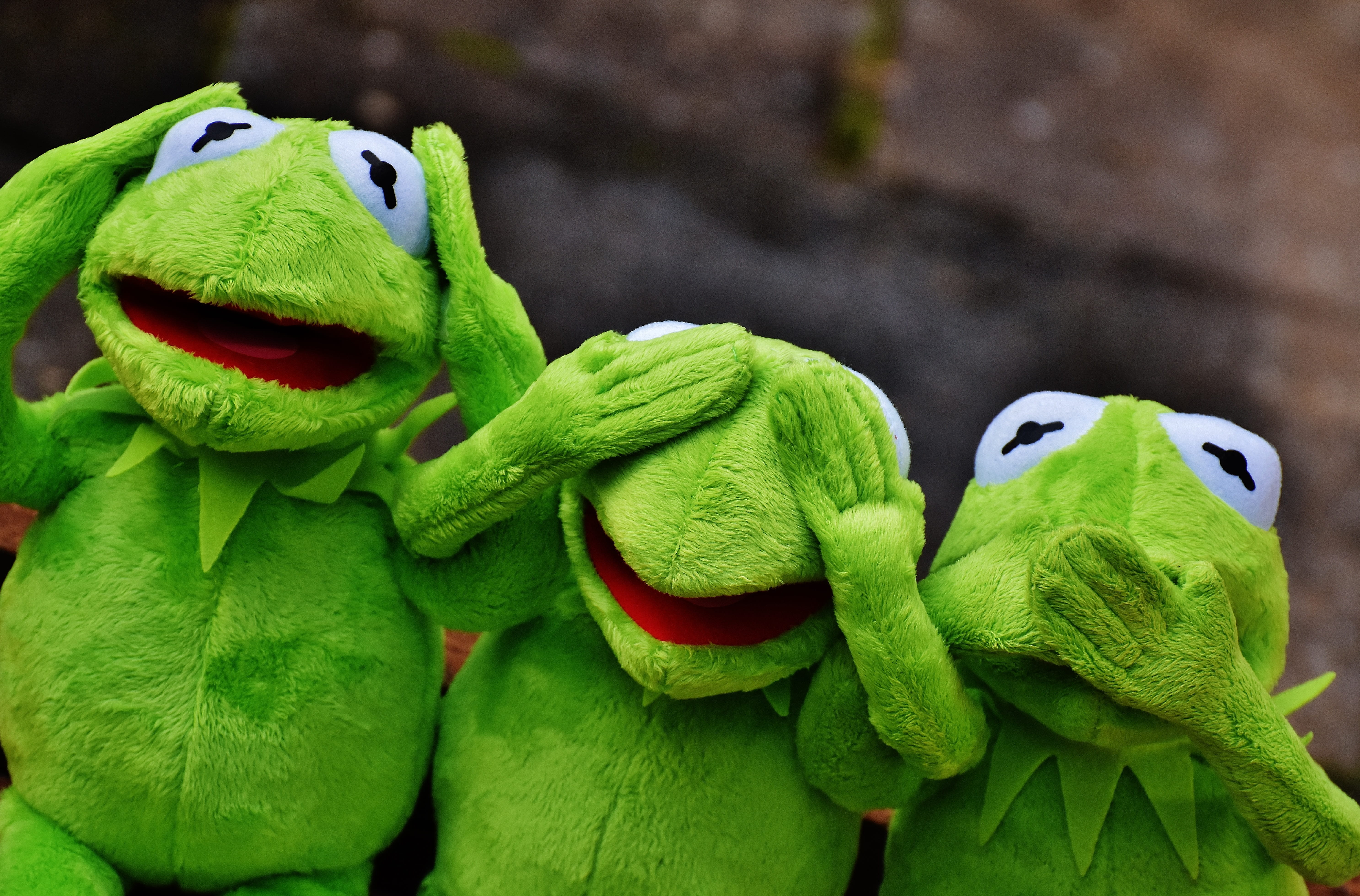 frogs, nature, vertebrate, 5K, not see, kermit, representation, green, not hear, animals in the wild, fun, animal, plush, do not speak, environment, animal representation, HD Wallpaper