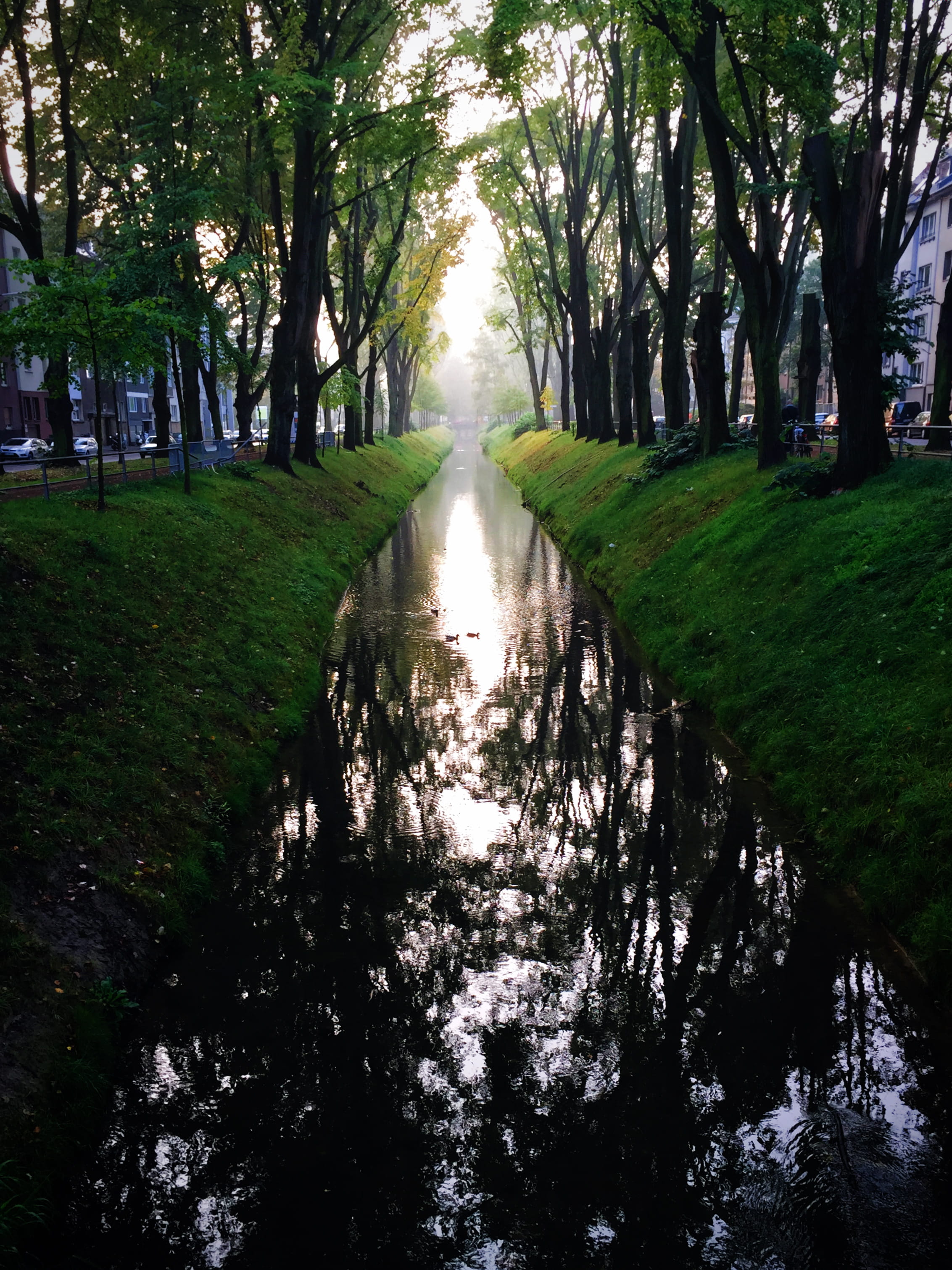 reflection, direction, no people, bridge, diminishing perspective, tree trunk, grass, growth, pause, 2K, peaceful, scenics - nature, düsseldorf, stream, Phone HD Wallpaper