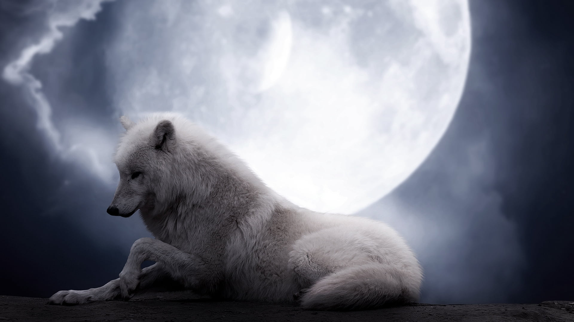 one Animal, carnivore, fur, bear, white color, outdoors, vertebrate, snow, animals in the wild, white, nature, animal, winter, wolf, no people, pets, profile view, HD Wallpaper
