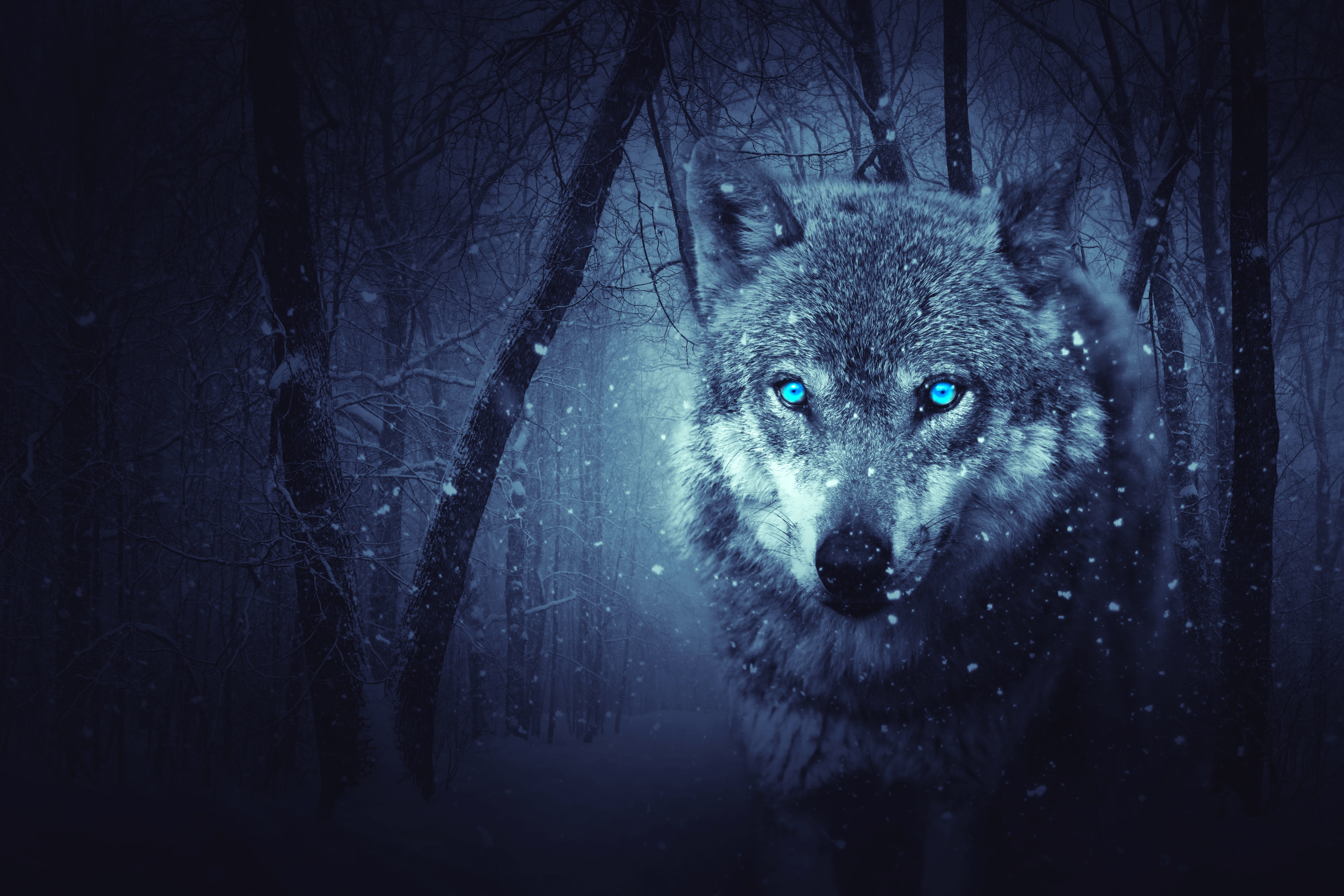 predator, land, blue, snowing, fur, art, cold temperature, plant, animal head, snow, animal themes, animal Eye, arctic, cute, woodland, cold - Temperature, HD Wallpaper