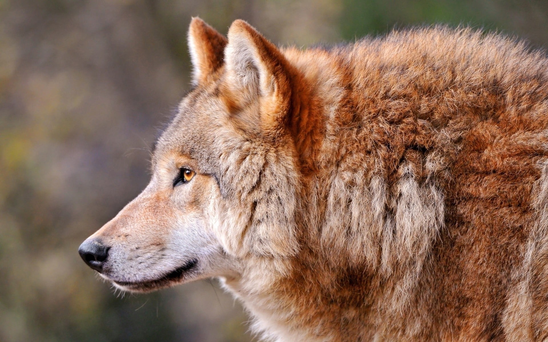 wildlife, portrait, animals In The Wild, looking away, snout, predator, dog, animal, close-up, one Animal, carnivore, focus on foreground, vertebrate, staring, HD Wallpaper