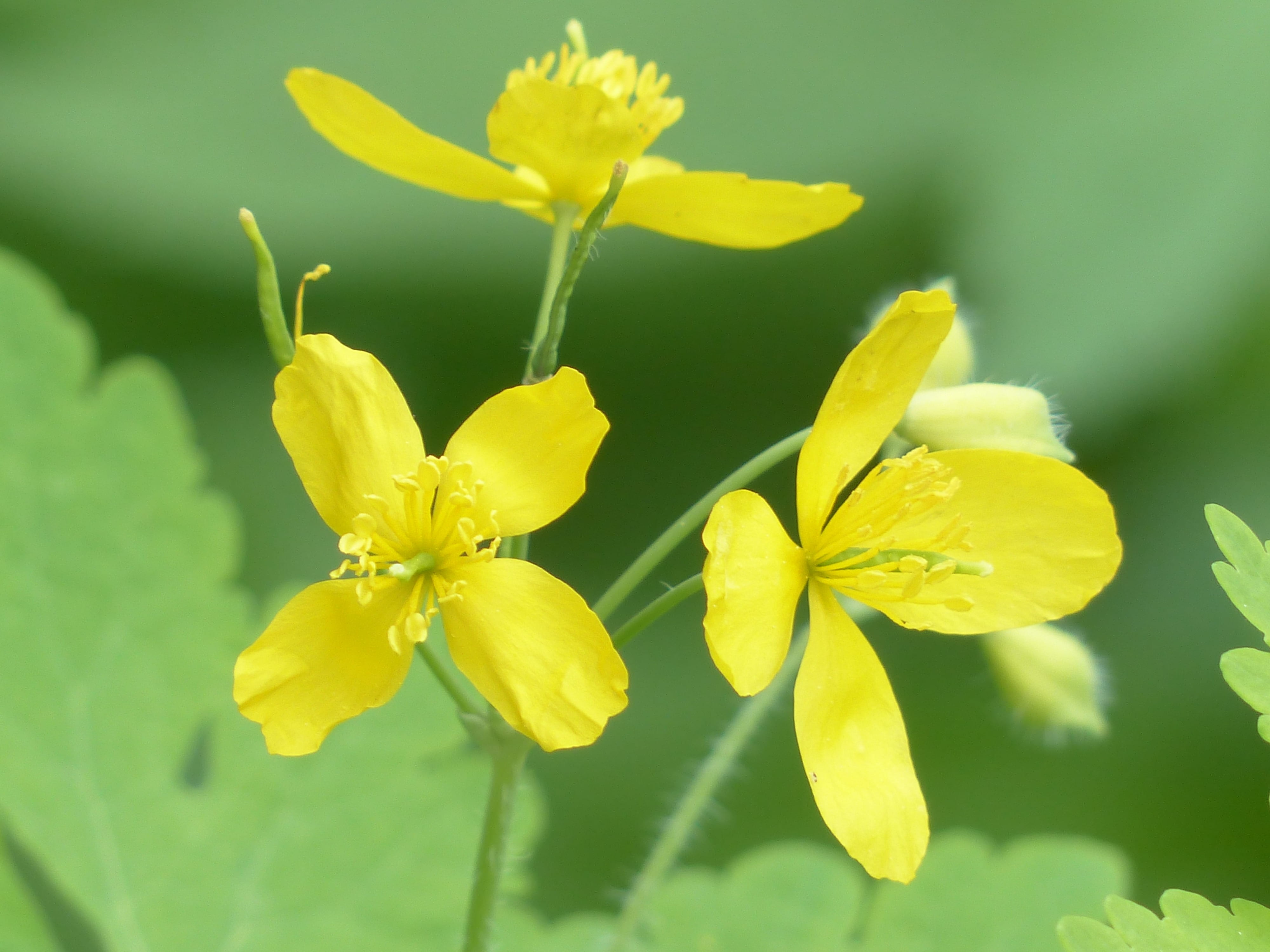 freshness, fragility, 4K, focus on foreground, plant, flower head, beauty in nature, greater celandine, no people, papaveraceae, outdoors, plant stem, HD Wallpaper