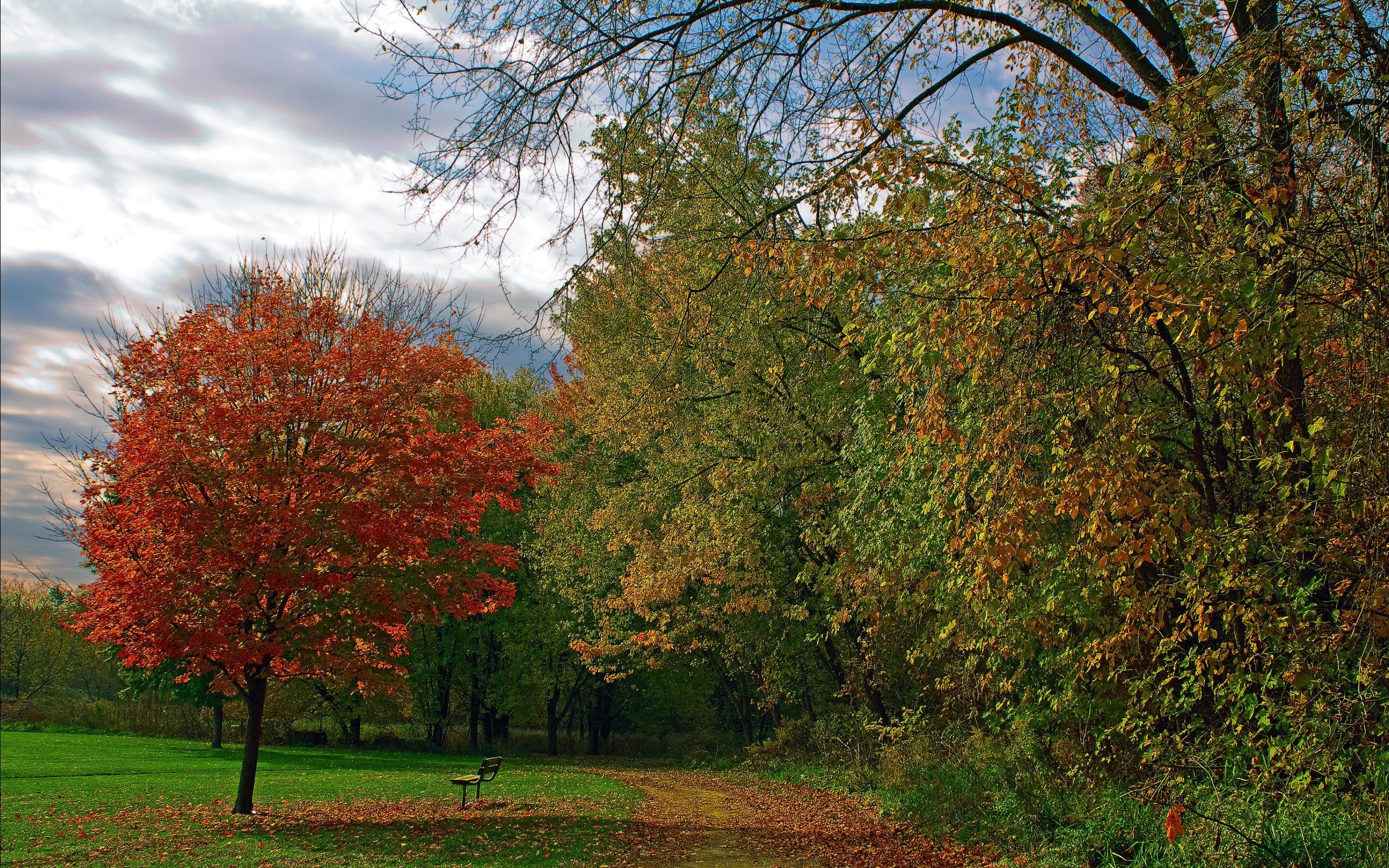 parks, nature, sit, foliage, 3d and abstract, 2K, bench, serene, beautiful, trees, road, alone, HD Wallpaper