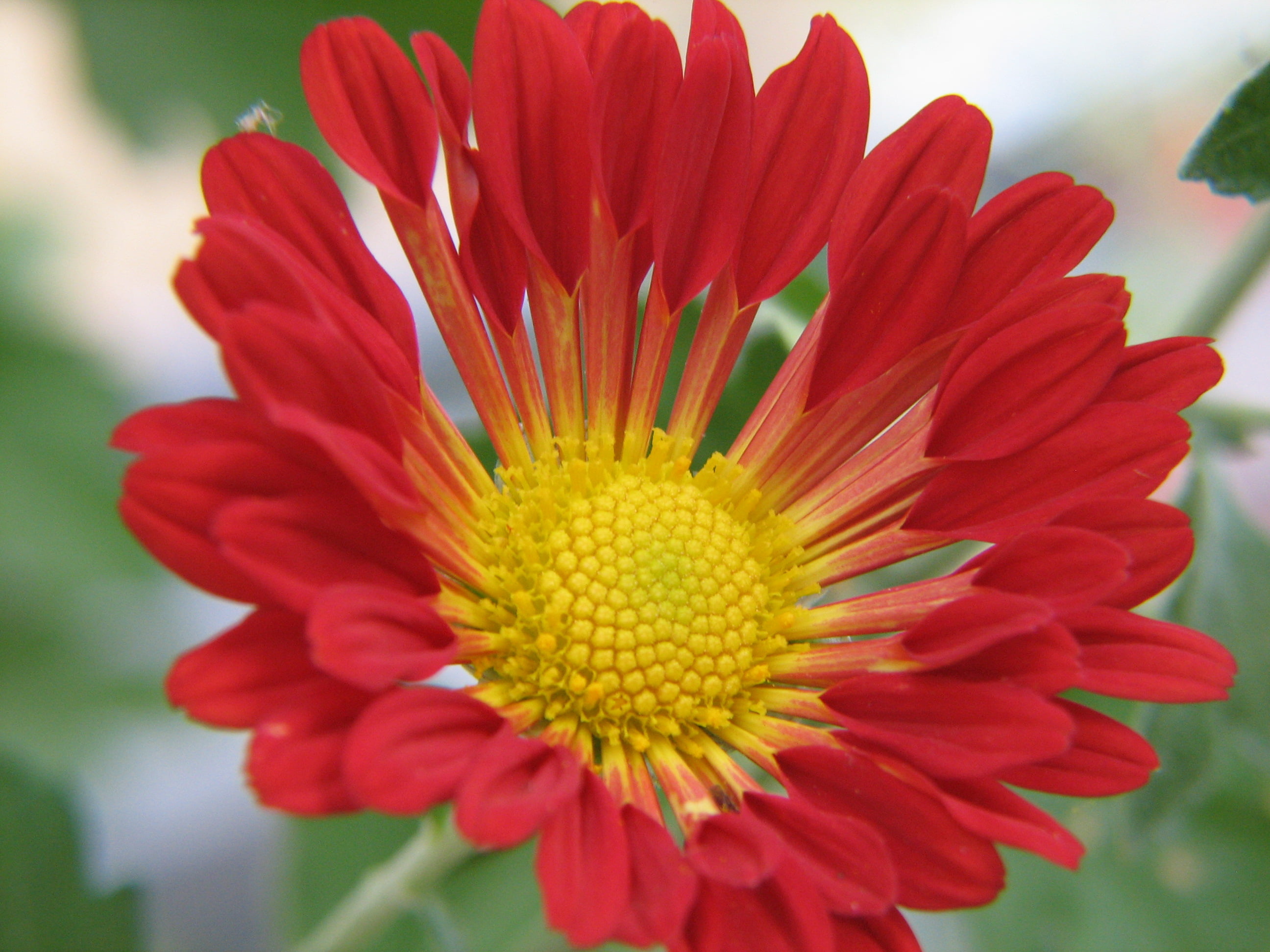 petal, red, petals, flower Head, nolimits, Spoon, Gerbera, close-up, summer, focus, Jeanny, yellow, flower, selective focus, plant, selective, Chrysanthemum, HD Wallpaper