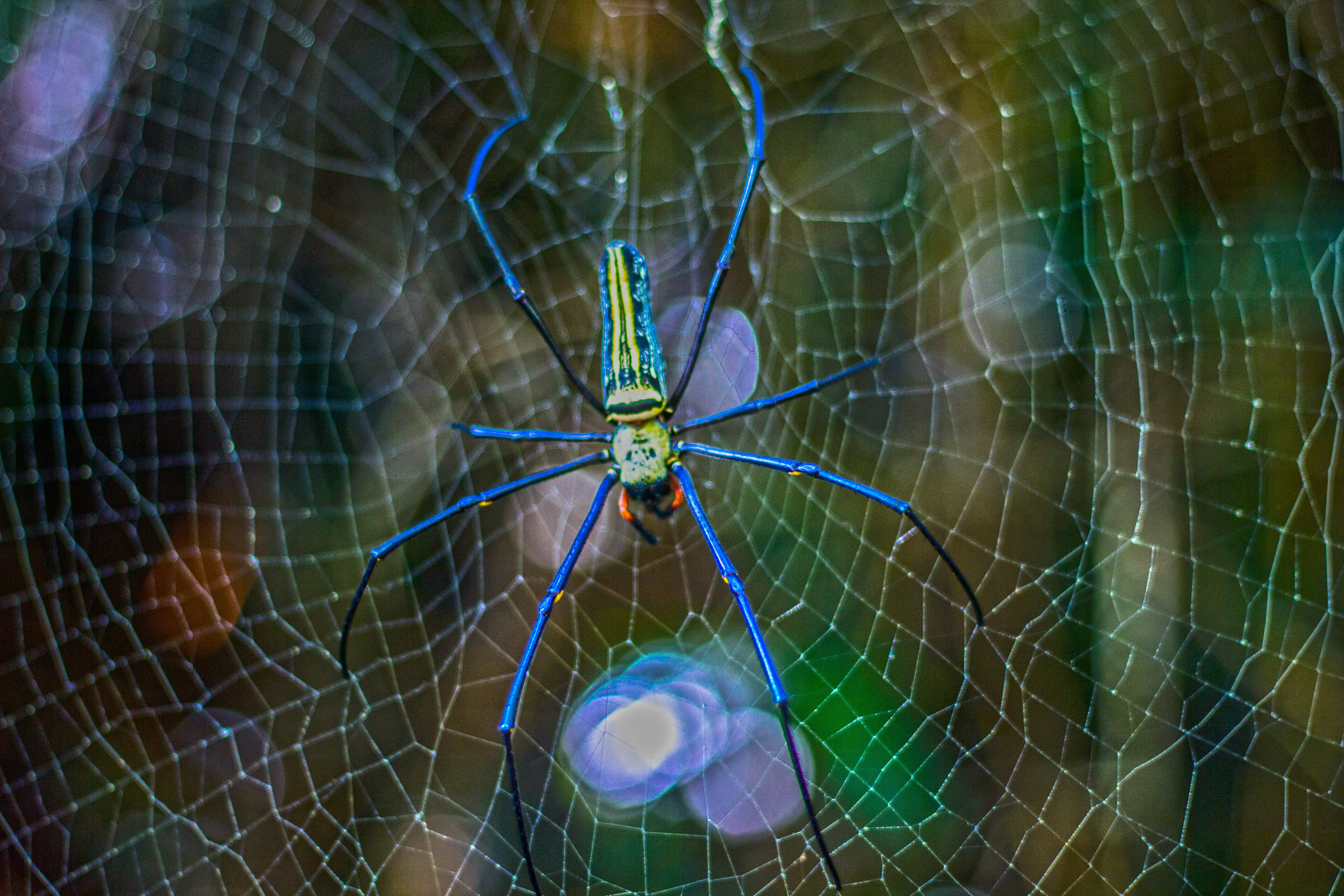 animals in the wild, animal body part, no people, arthropod, rain forest, vulnerability, focus on foreground, waterfall fat, 5K, embankment, spiderweb, HD Wallpaper