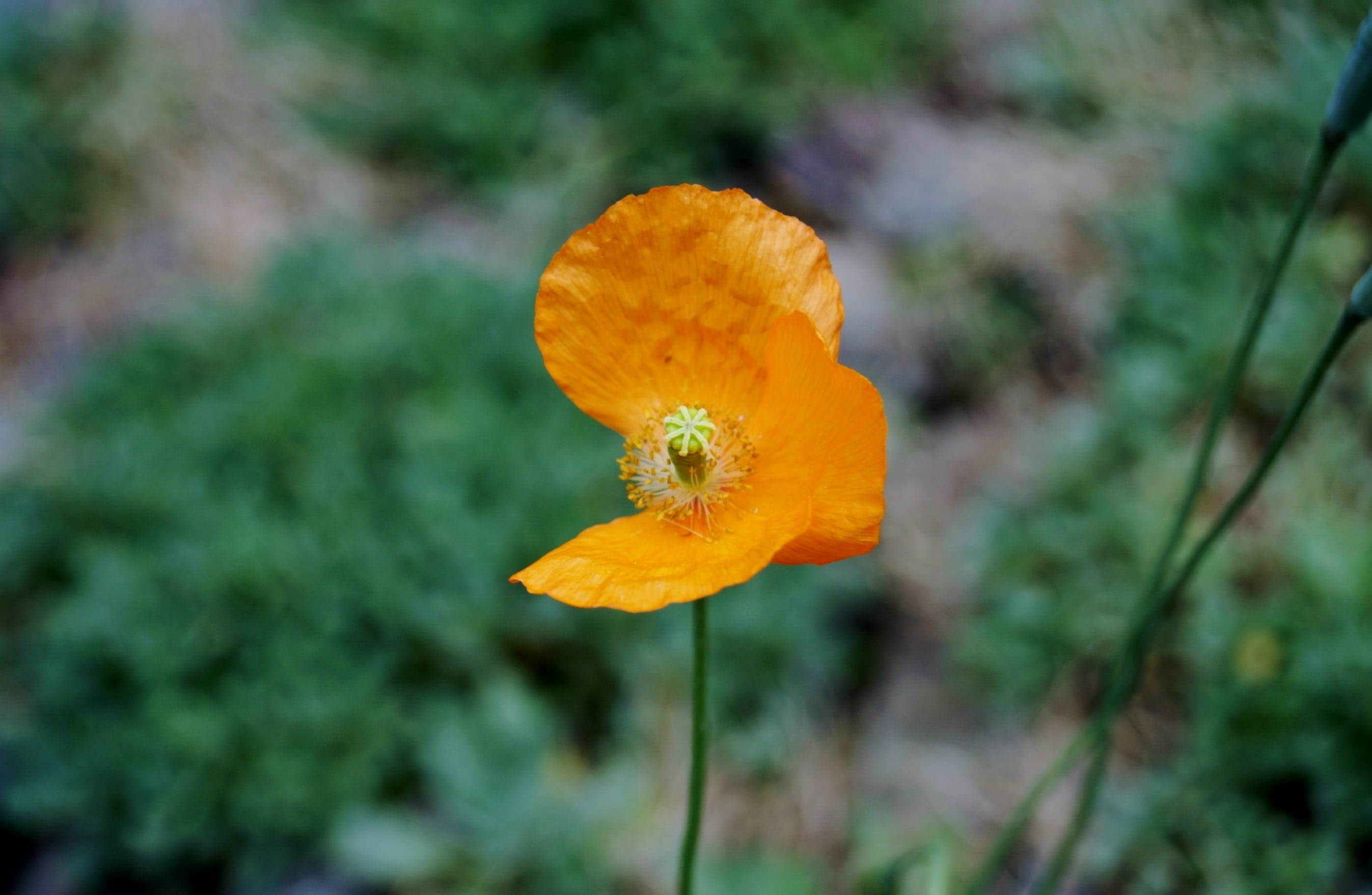focus on foreground, lonely, plant, imperfection, bloom, focus, red weed, freshness, imperfect, beauty in nature, flower, orange color, pollen, nature, HD Wallpaper