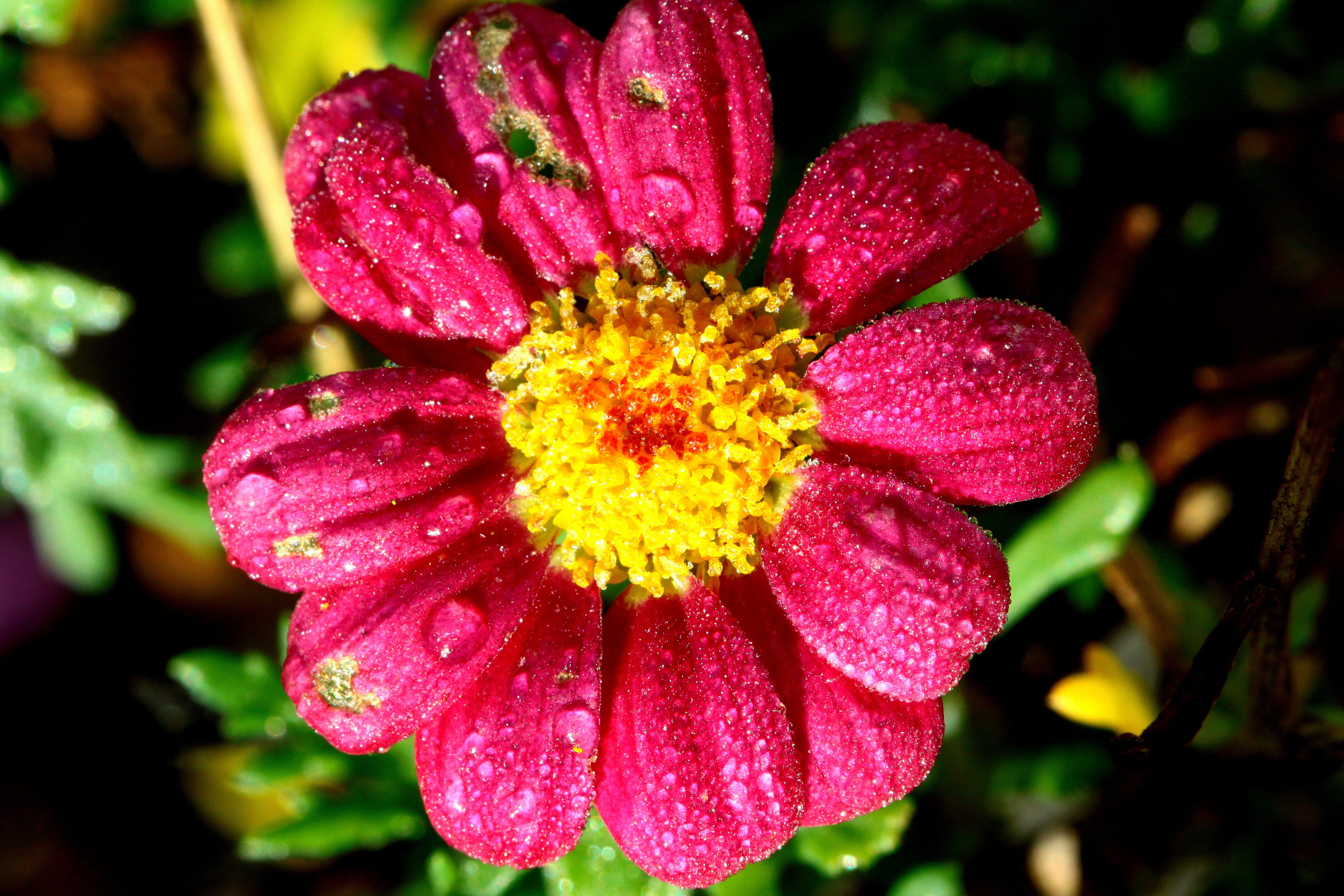 beauty in nature, day, fragility, outdoors, close-up, moist, yellow, pink, growth, nature, freshness, flowering plant, flower, focus on foreground, plant, HD Wallpaper