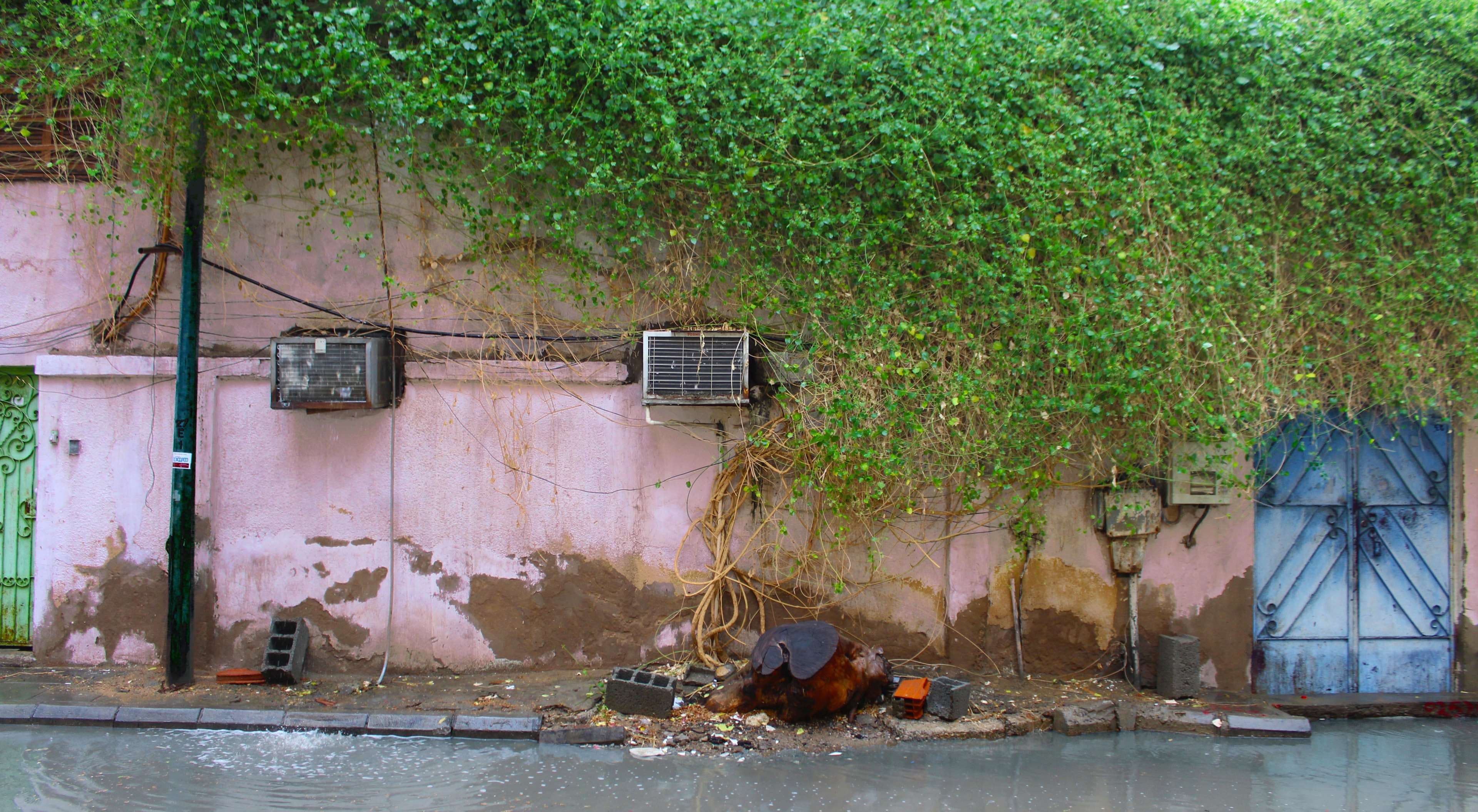 outdoors, tree, day, imperfection, wild, building, 4K, growth, green, beauty, group of animals, no people, leaves, city, wall - building feature, animal, HD Wallpaper