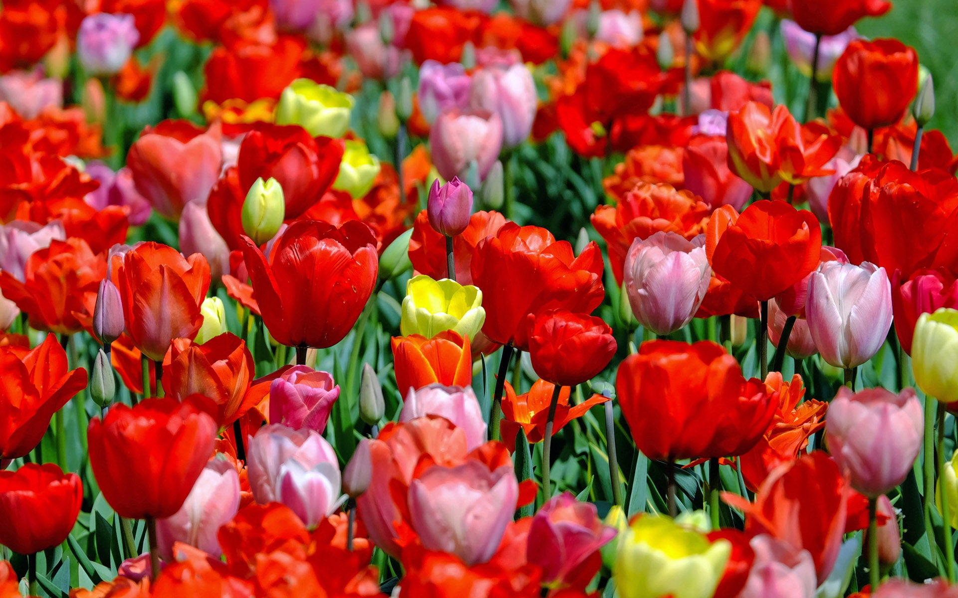 hd, tulips, flowers, color, yellow, sold, red, desktop, pink, 1080P, HD Wallpaper